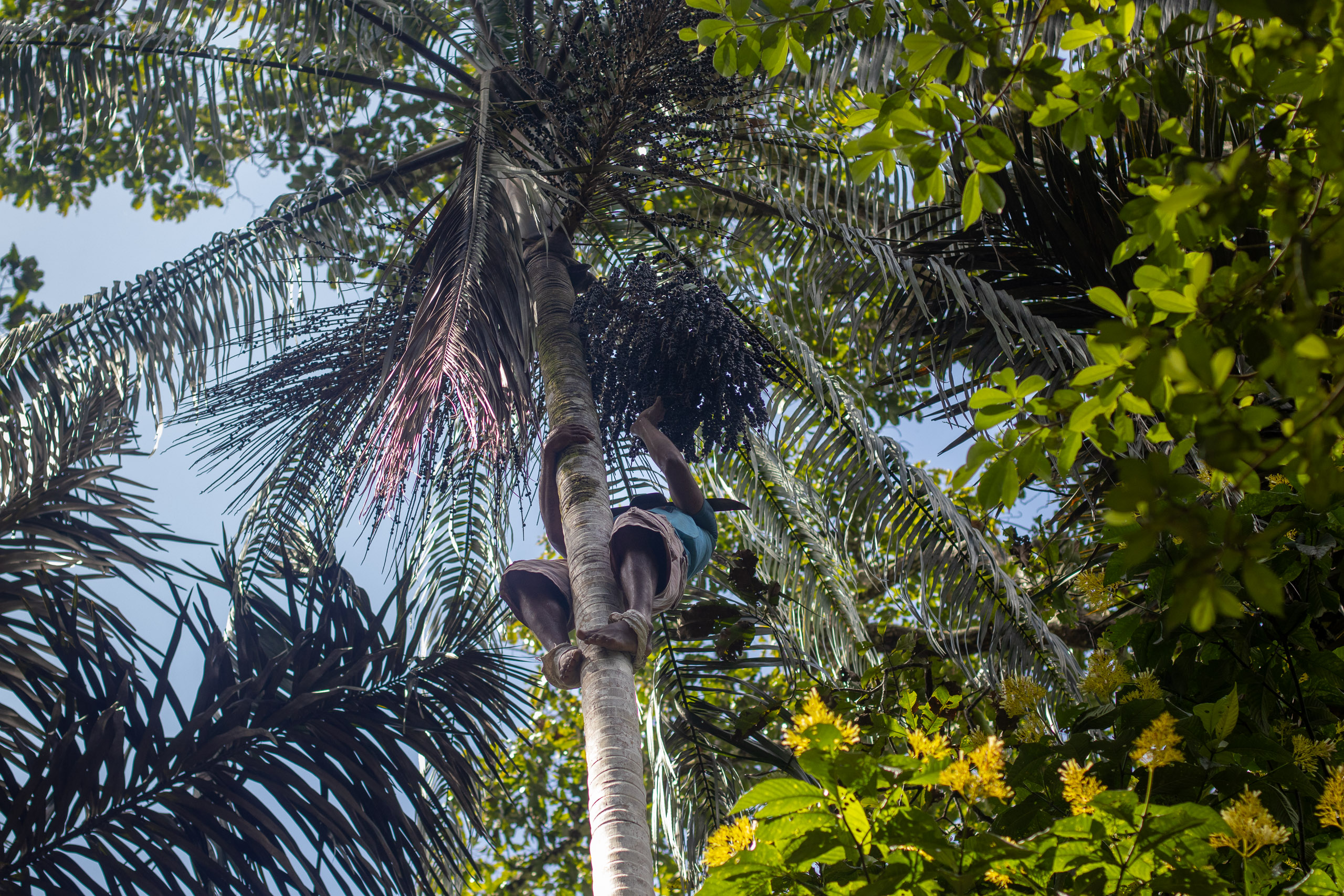man climbing açaí palm