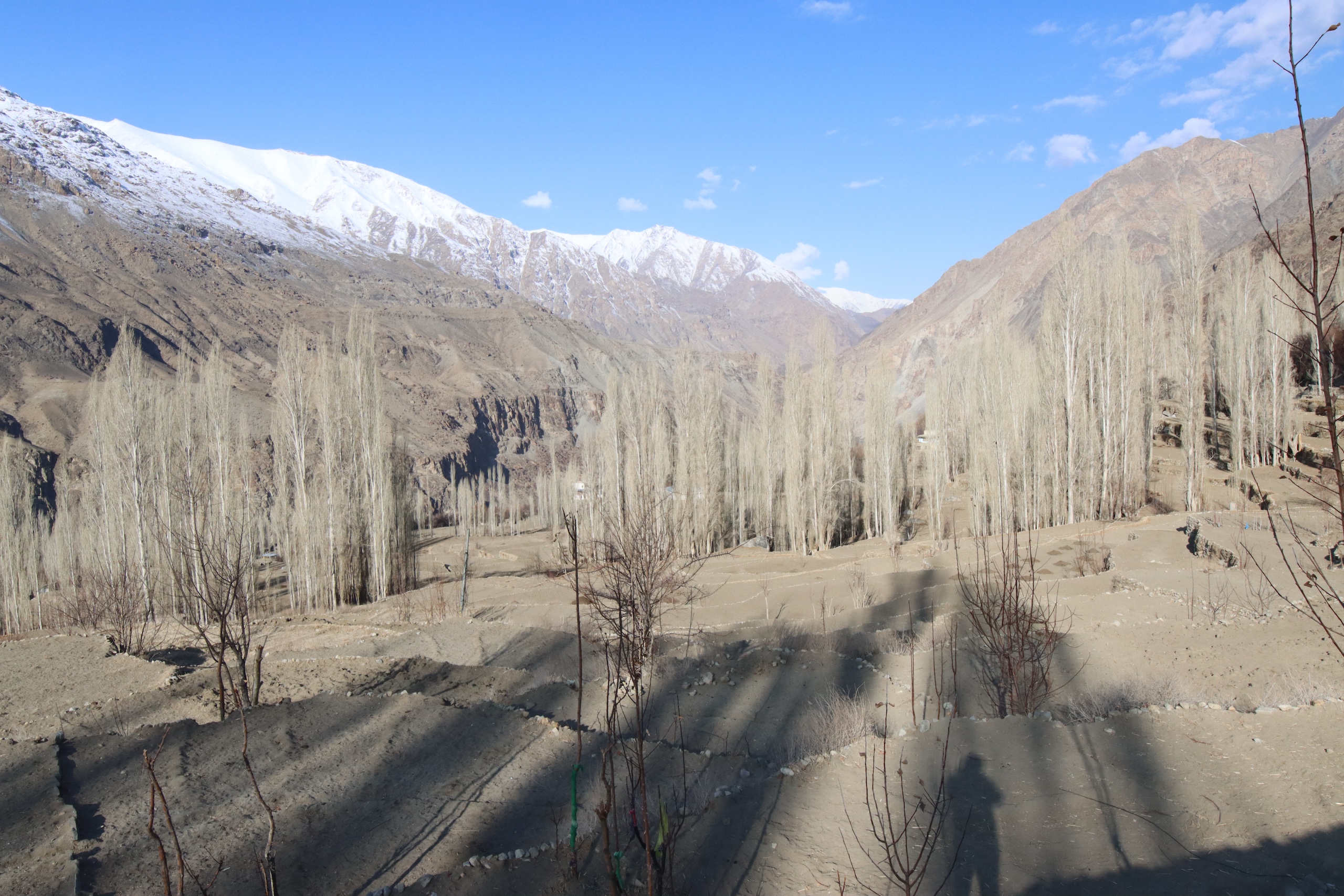 Leafless trees stand in a dry, terraced landscape with snow-capped mountains in the background under a clear blue sky.