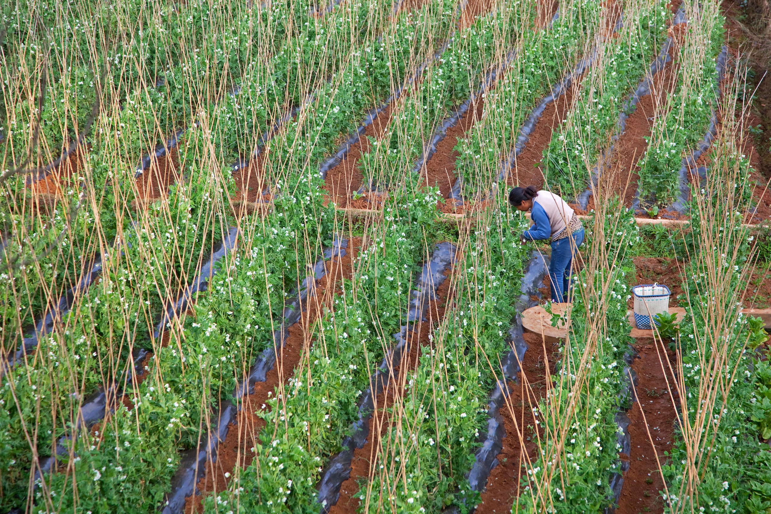 a female farmer working in the farmland