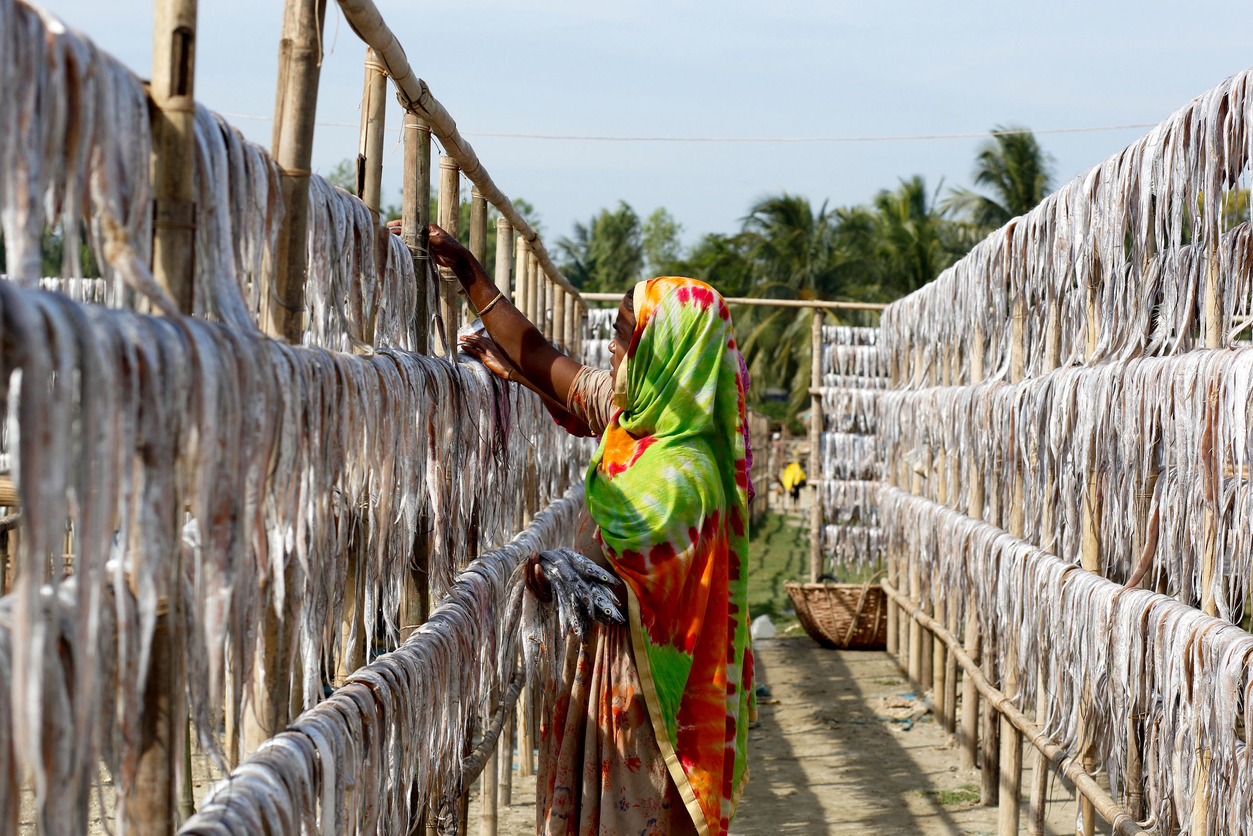 A woman in a colorful scarf hangs fish to dry on bamboo racks under a clear sky