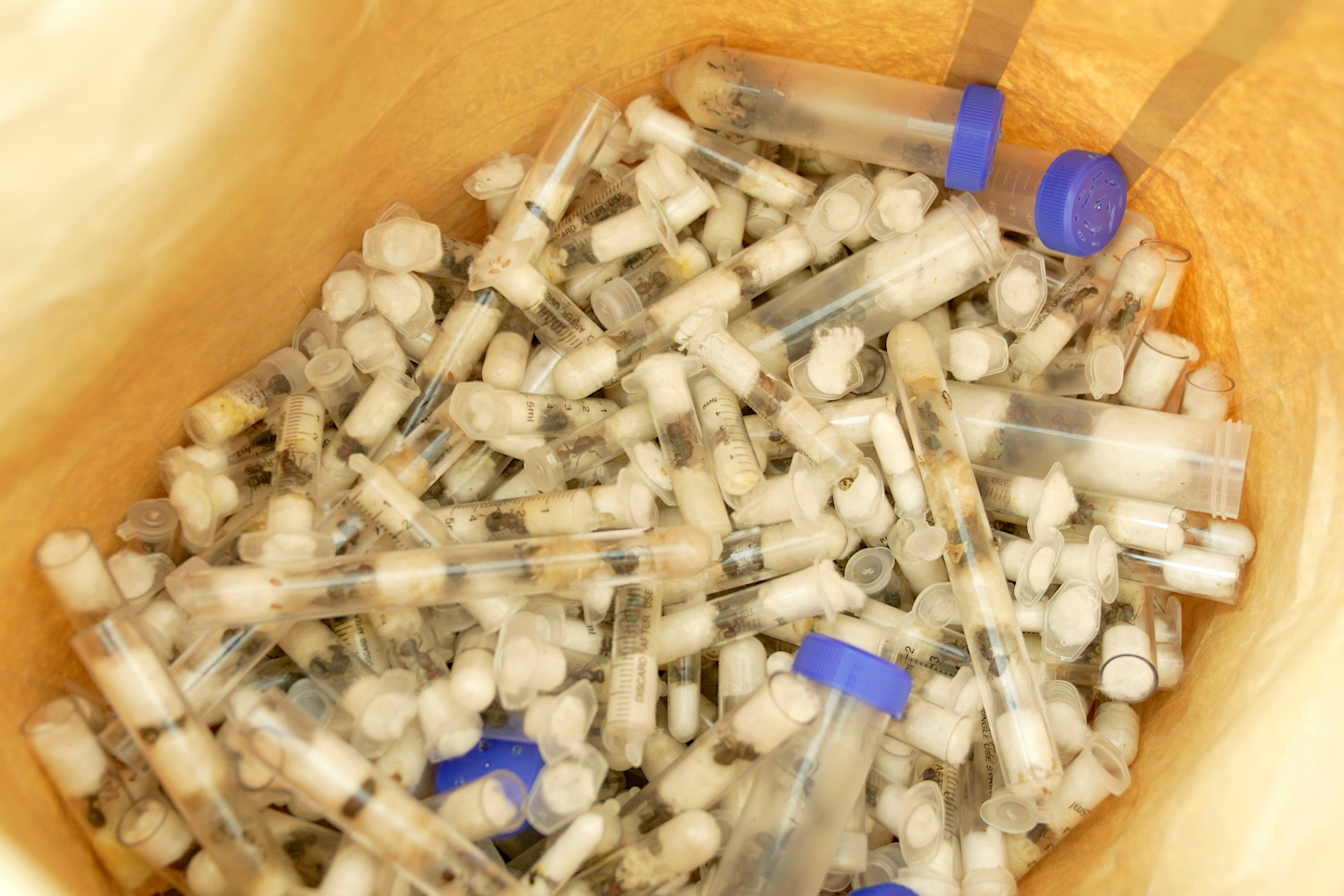 <p>Vials of live queen ants confiscated at Jomo Kenyatta Airport in Nairobi, Kenya. Experts say non-charismatic species such as ants are increasingly being smuggled from Africa mostly to parts of Europe and Asia for the pet trade (Image: Brian Inganga / Associated Press / Alamy)</p>