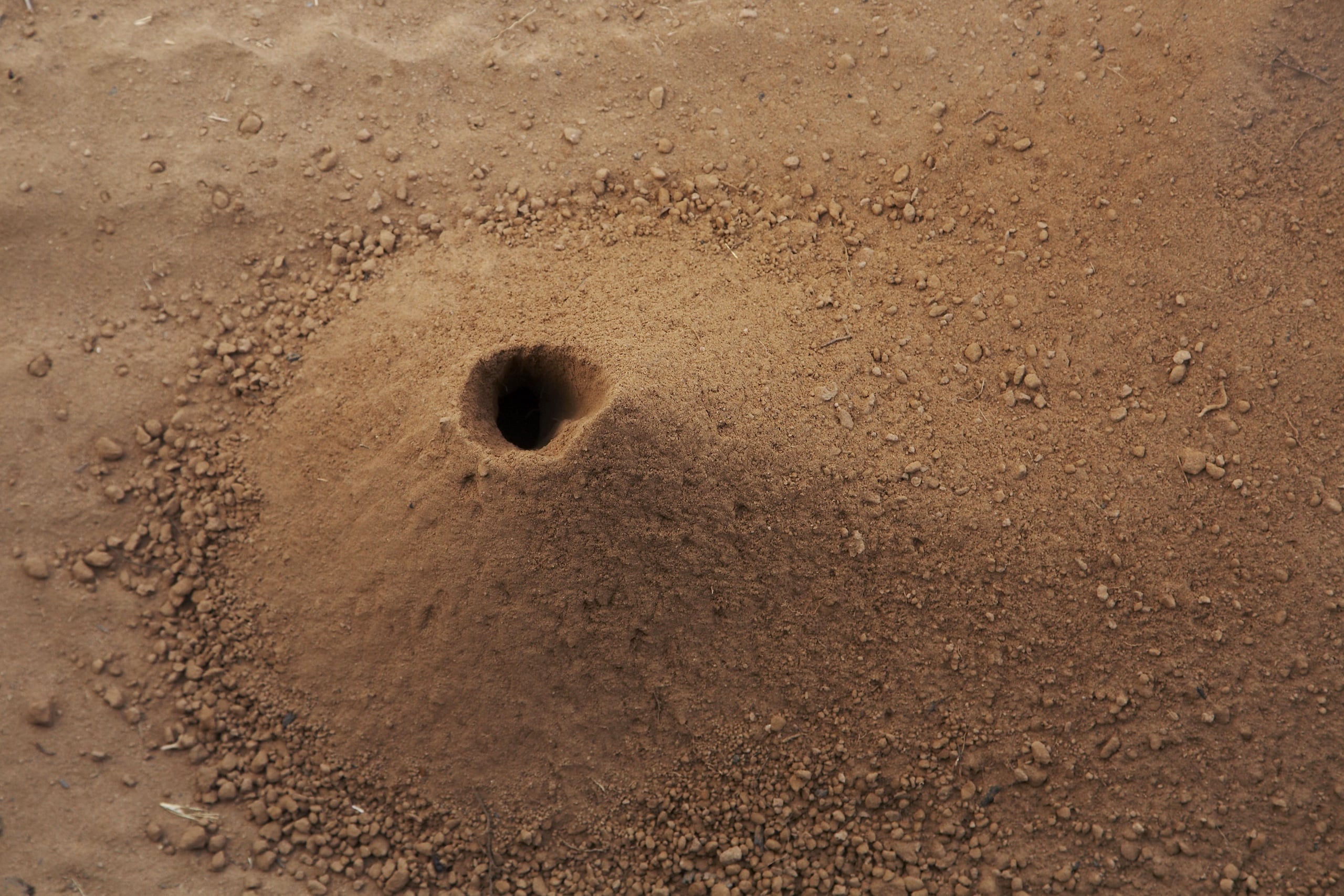 Entrance to an ant nest 