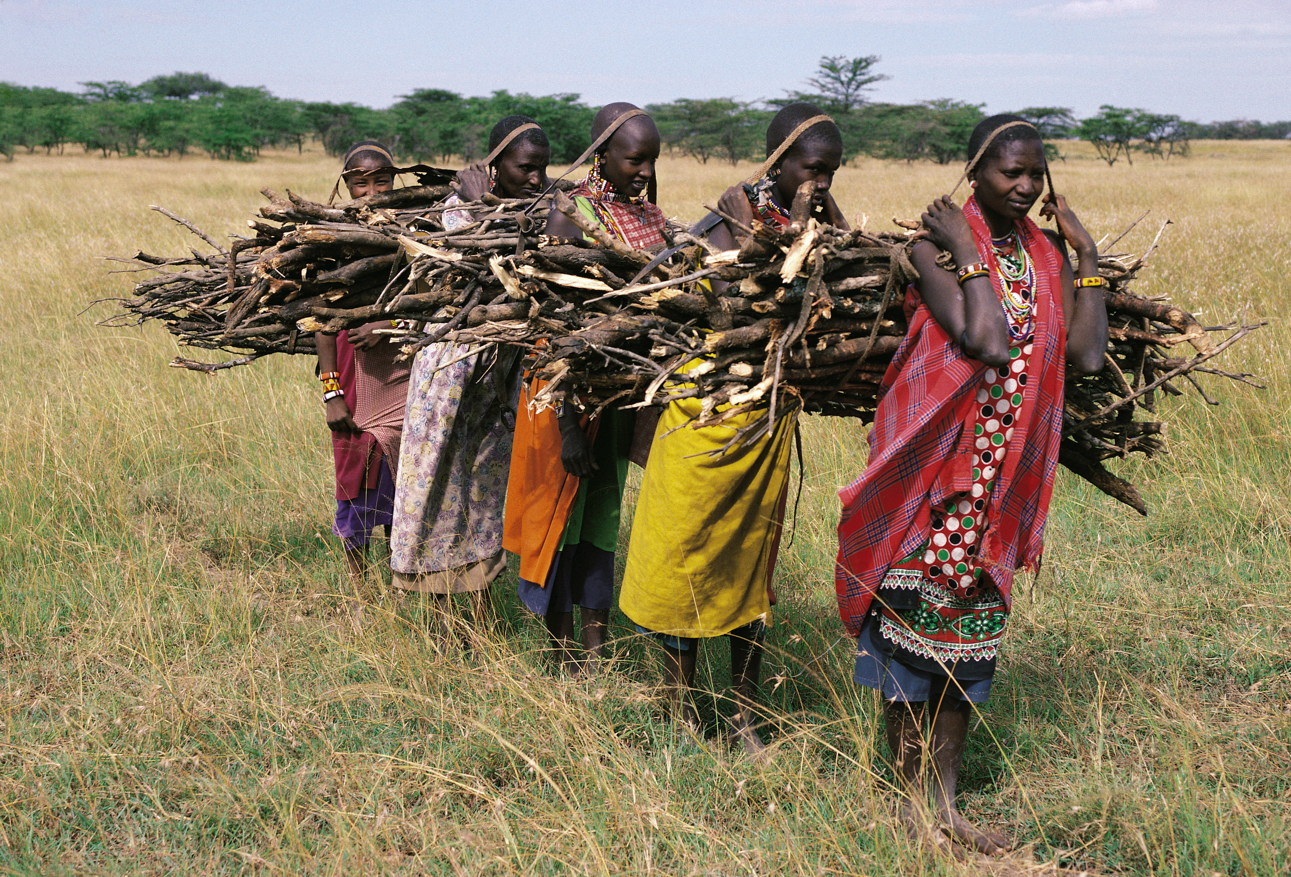 line of Maasai women carrying bundles of wood across grassy plain
