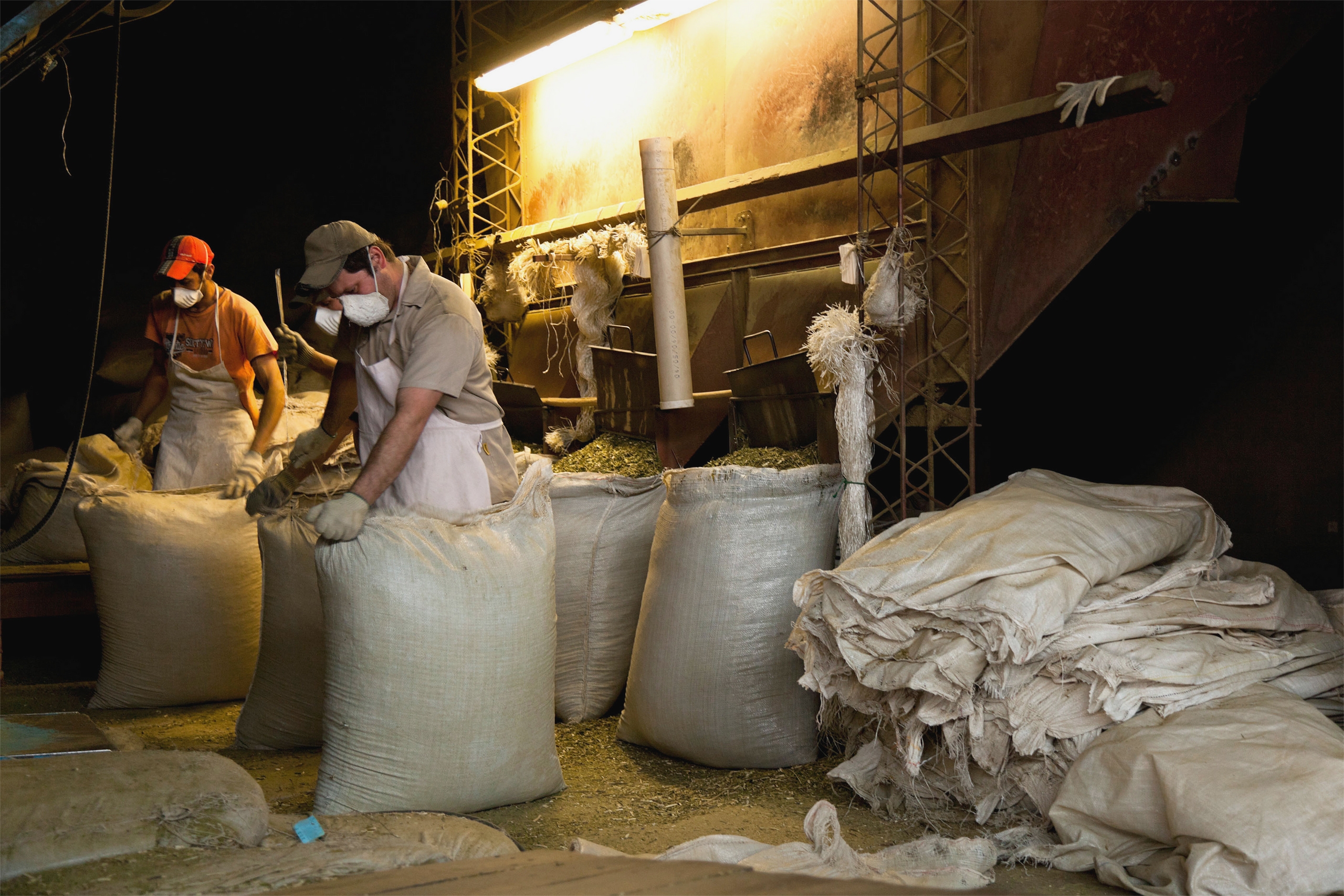 Trabalhadores colocam folhas de erva-mate em grandes sacas em Santo Pipó, província de Misiones, Argentina