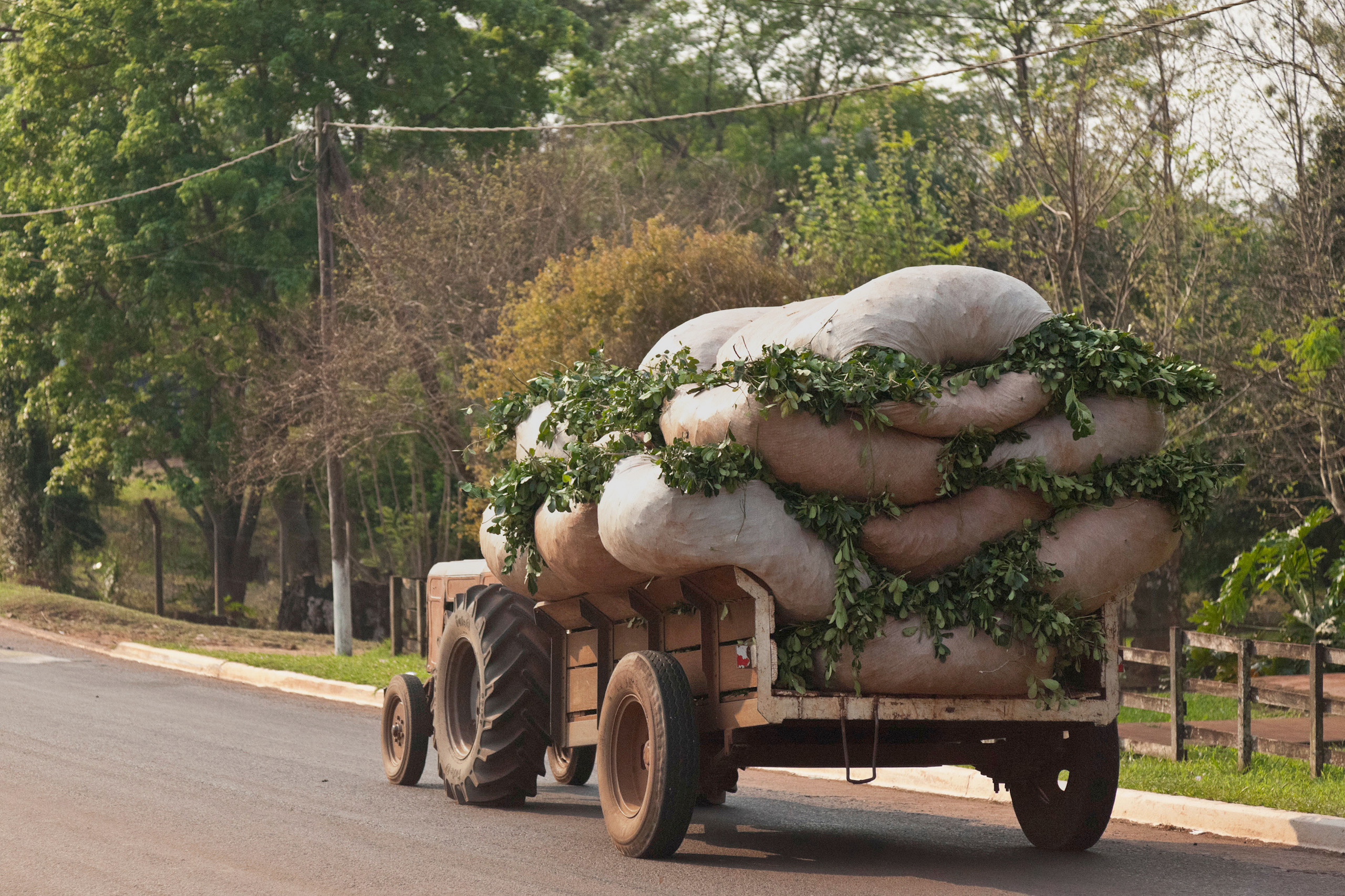 <p>Un camión transporta bolsas con hojas de yerba mate en Misiones, Argentina. Un estudio ha revelado que, en determinados escenarios de emisiones, es probable que el cambio climático reduzca las áreas cultivables en el país, mientras  que hará que más áreas de Uruguay, el principal consumidor de esta planta, se vuelvan aptas para su cultivo (Imagen: Jason Rothe / Alamy)</p>
