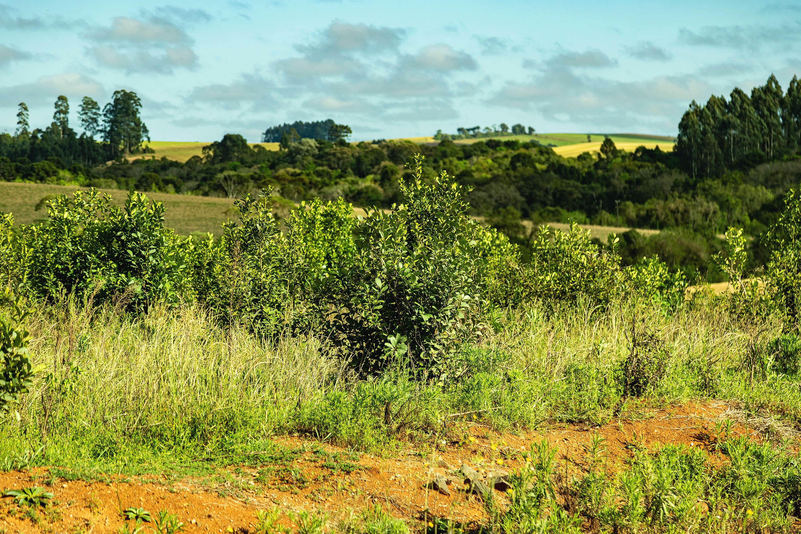 Arbustos de erva-mate em uma fazenda orgânica no Brasil