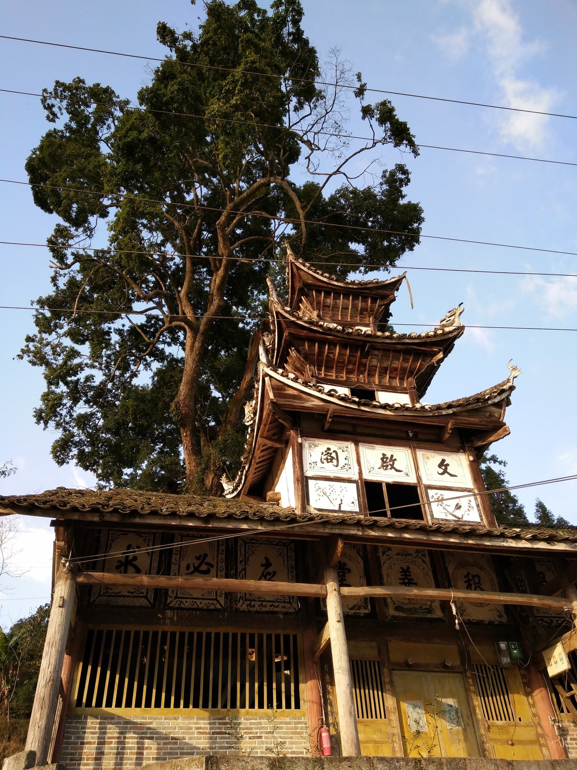 An ancient Phoebe zhennan tree behind Wenqige Temple