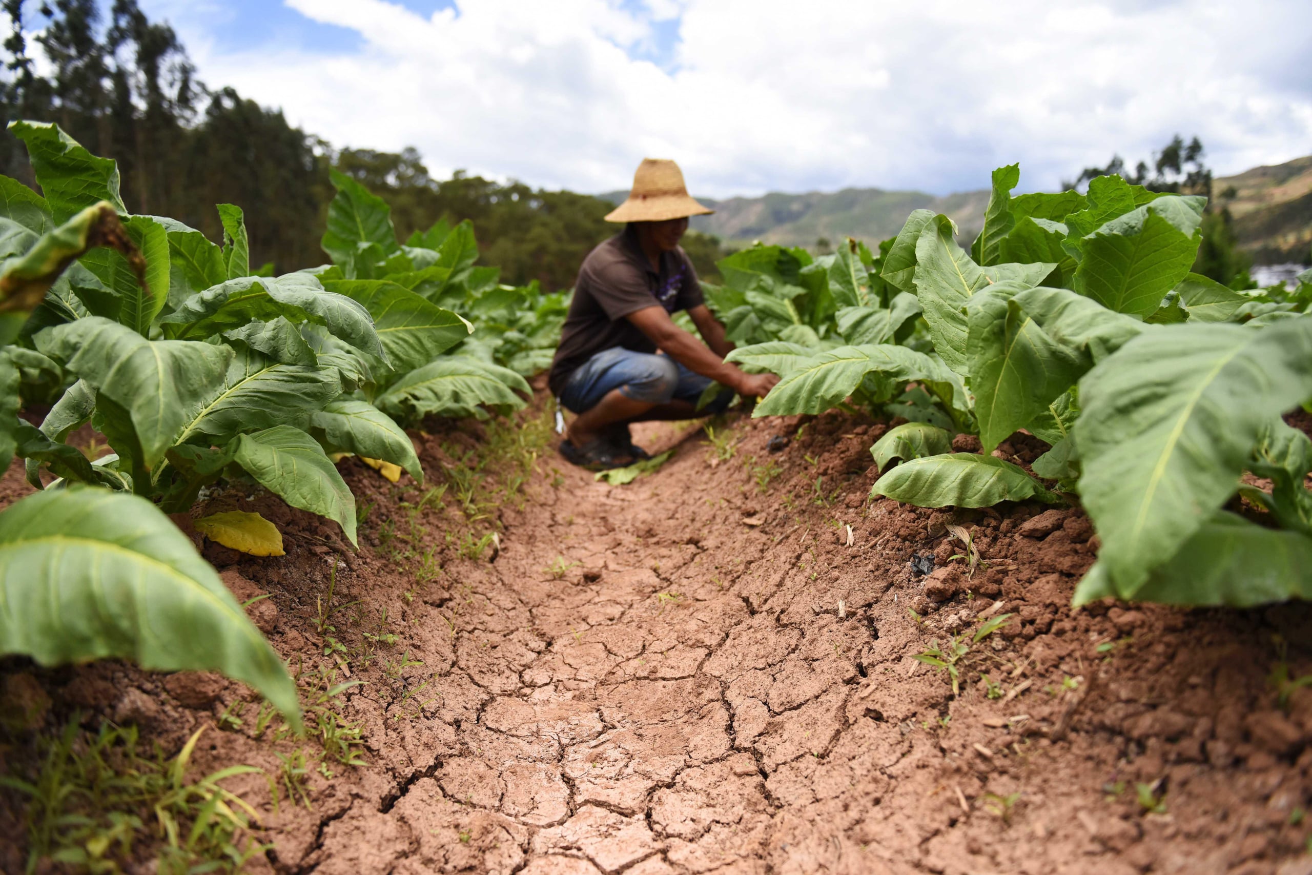 man squatting on cracked soil between garden beds