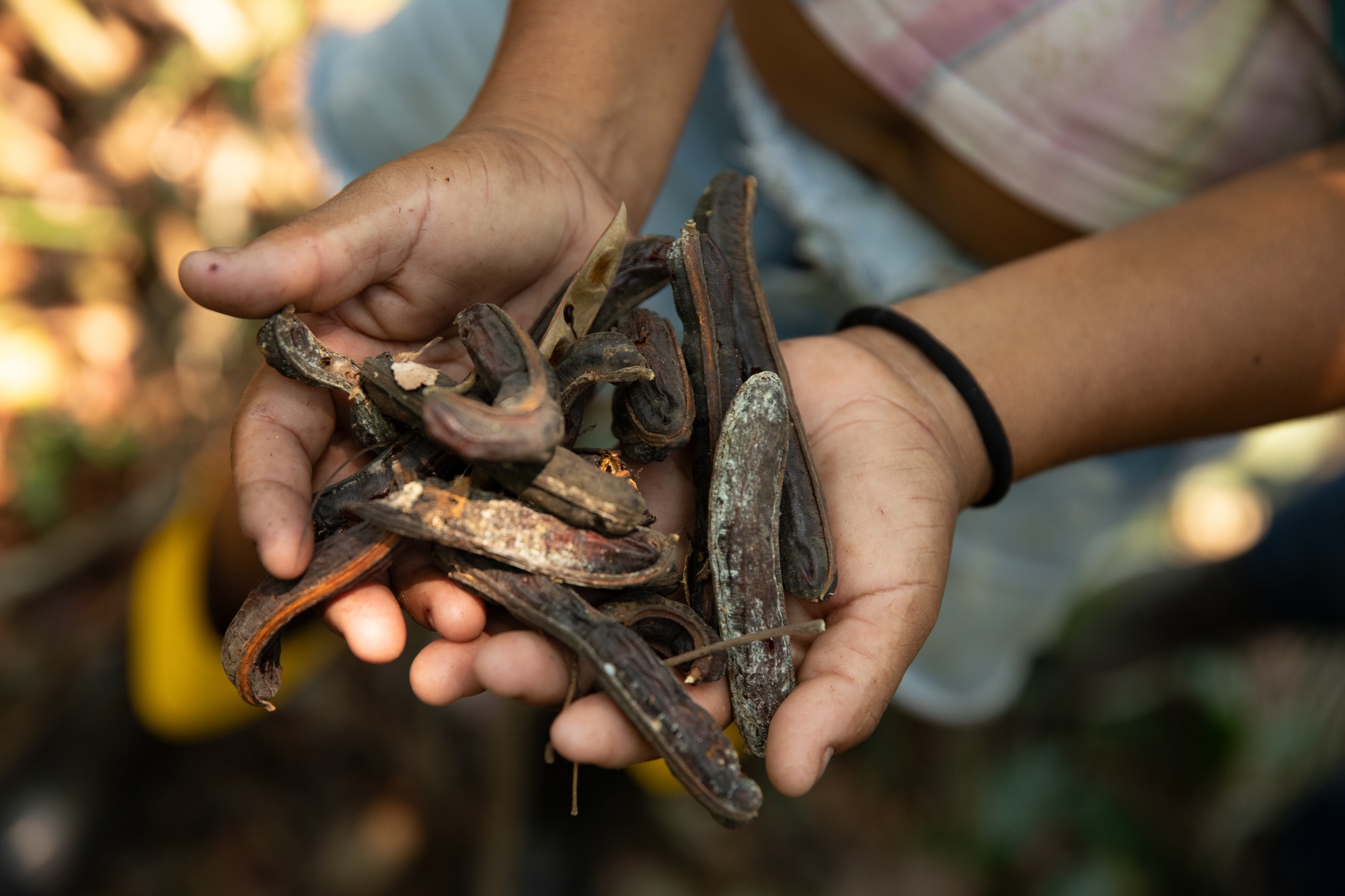 Hands holding a collection of dark, twisted seed pods against a forest background