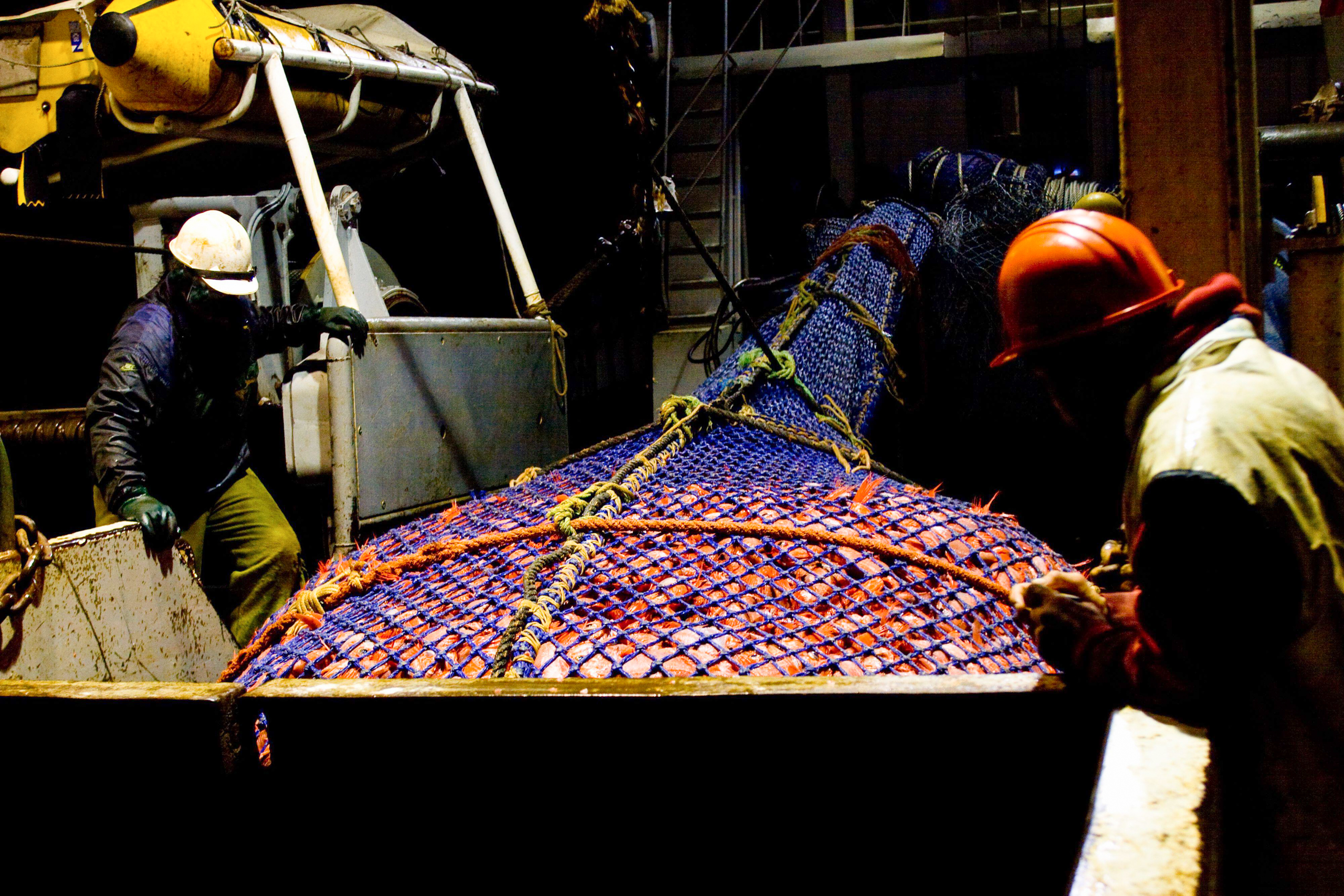 <p>新西兰南岛，刚刚用深海底拖网捕捞法打捞上岸的橙鲷。图片来源：Diarmuid / Alamy</p>