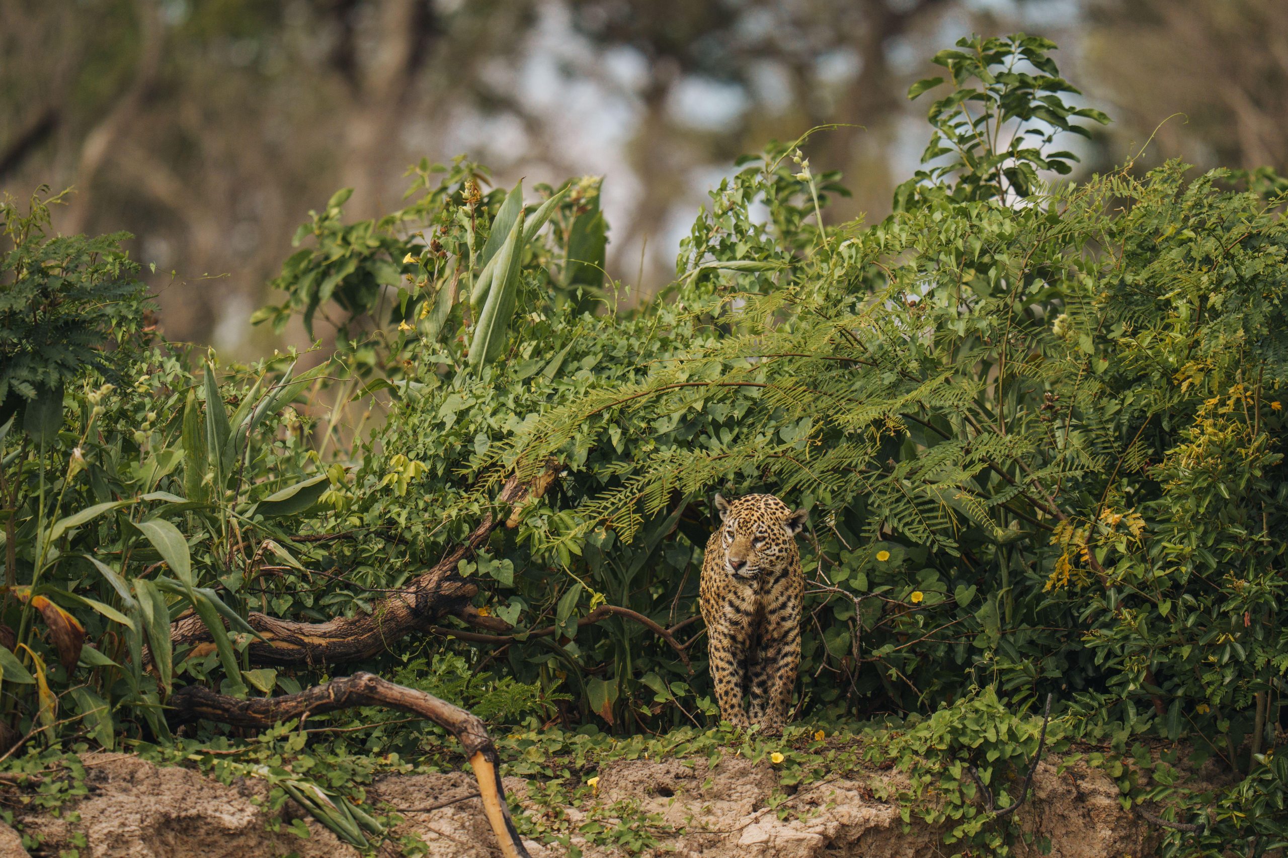 <p>An initiative in Brazil sells one jaguar credit for one year of “stewardship” of one hectare in the Pantanal wetland (Image: Cavan Images / Alamy)</p>