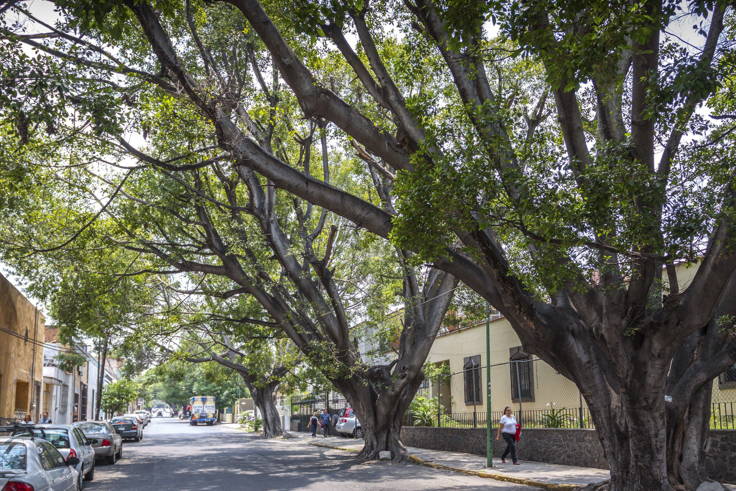 row of sprawling trees shading quiet street