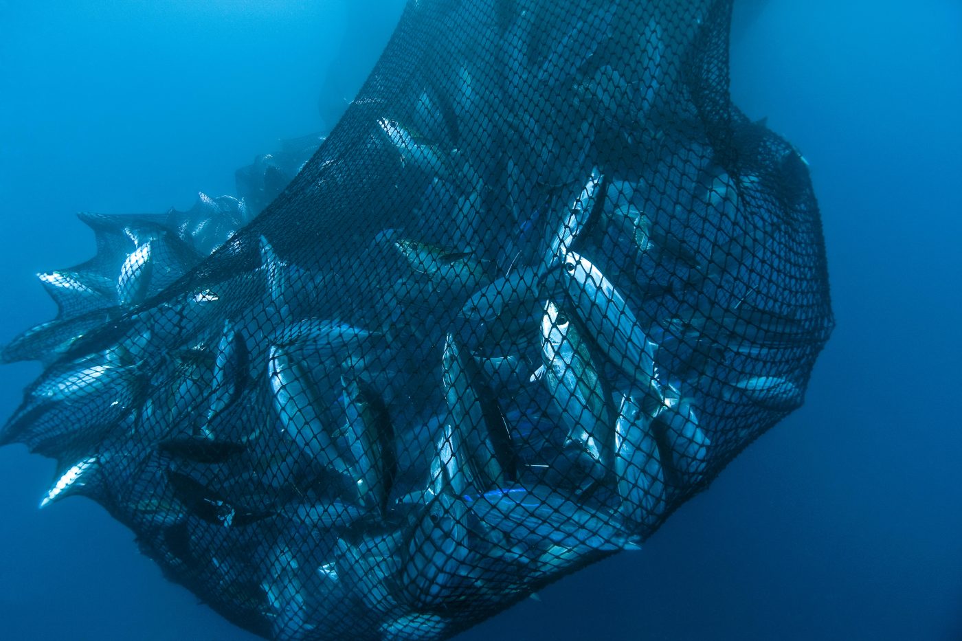 Yellowfin tuna in net underwater