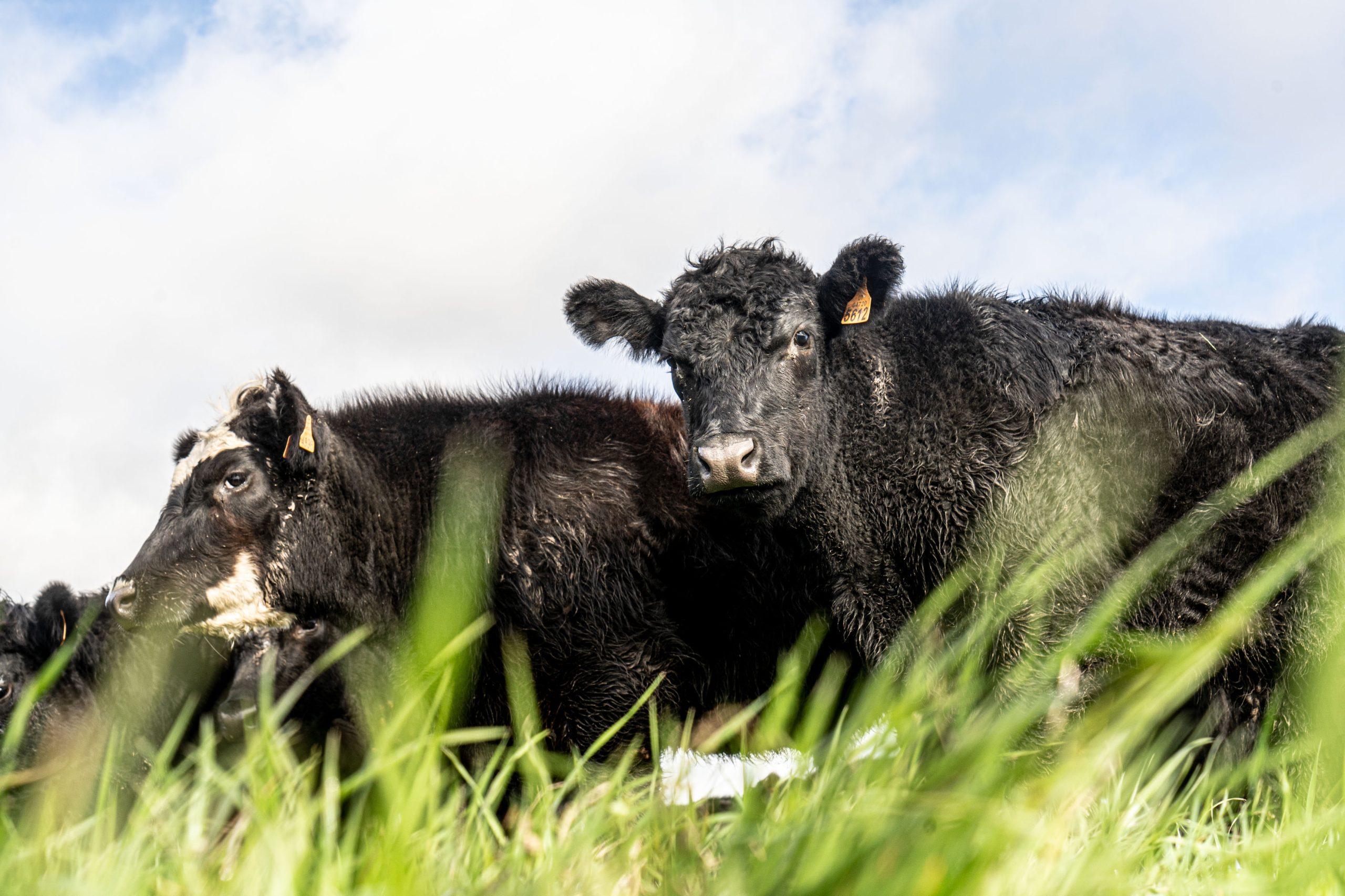 A group of black cows grazing in a grassy field