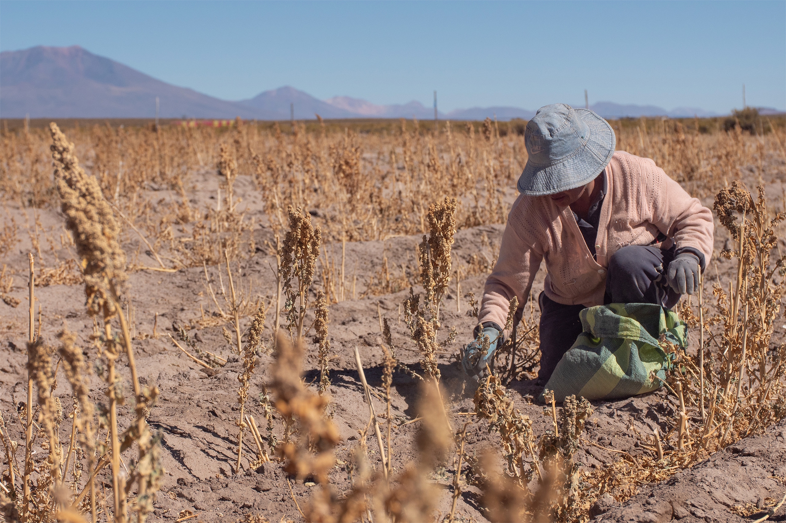 Agricultora colhe quinoa em Aguaquiza, comunidade próxima ao Salar de Uyuni