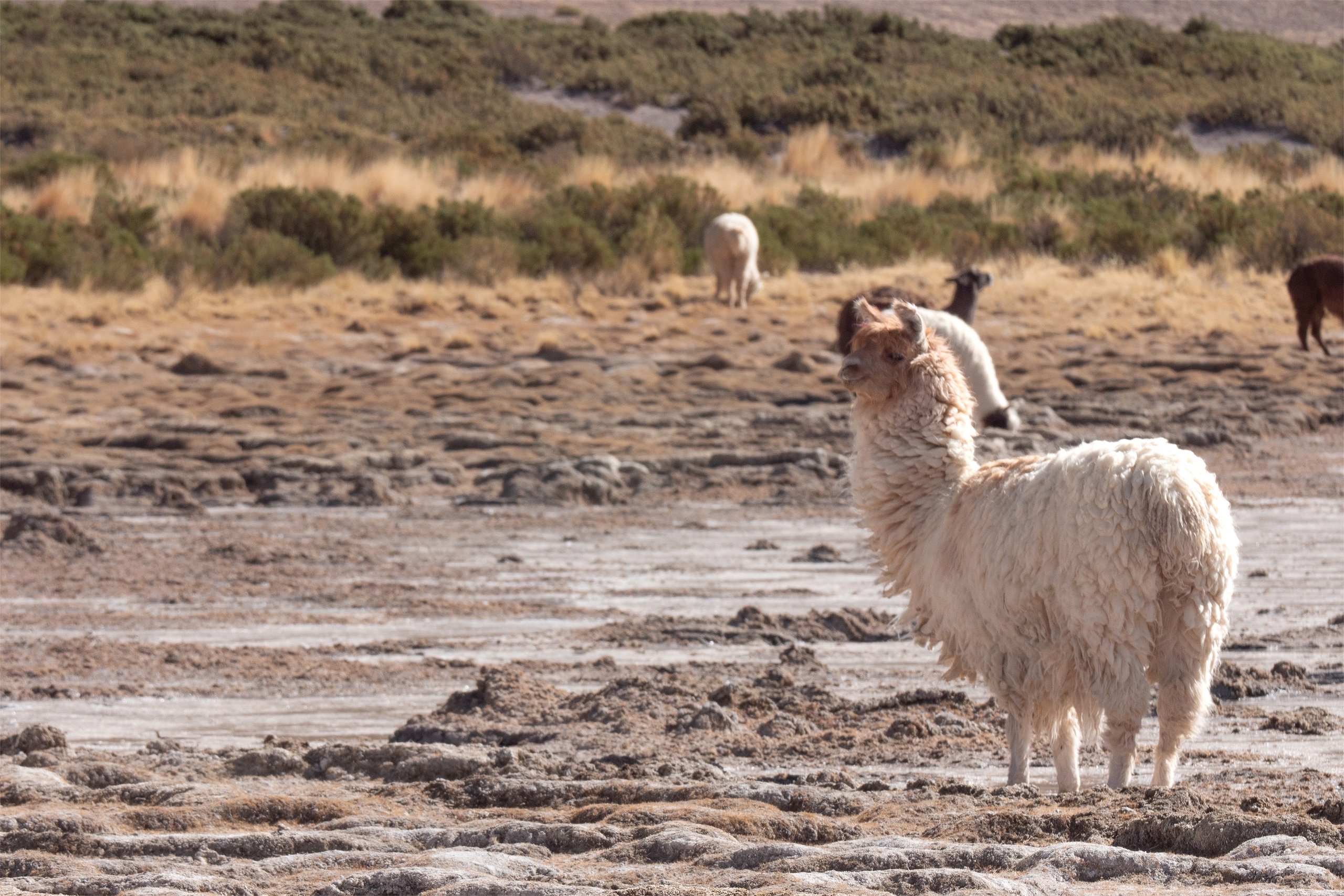 Lhamas perto do Salar de Uyuni, em Potosí