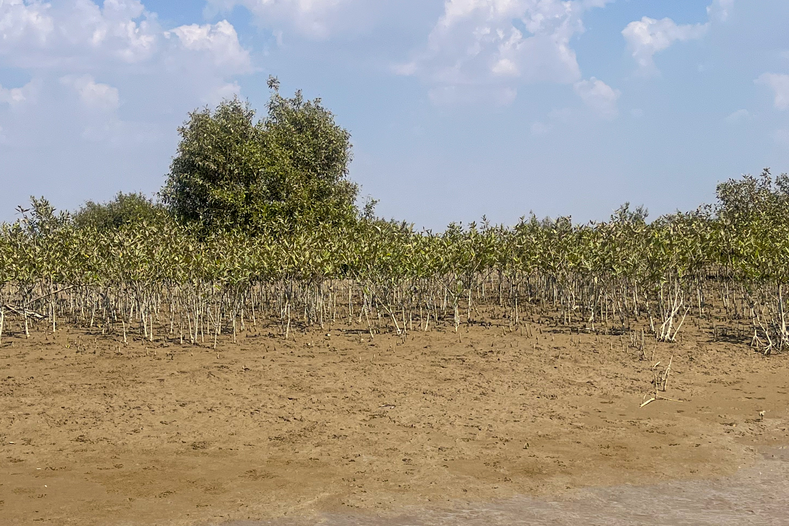 trees in muddy mangrove
