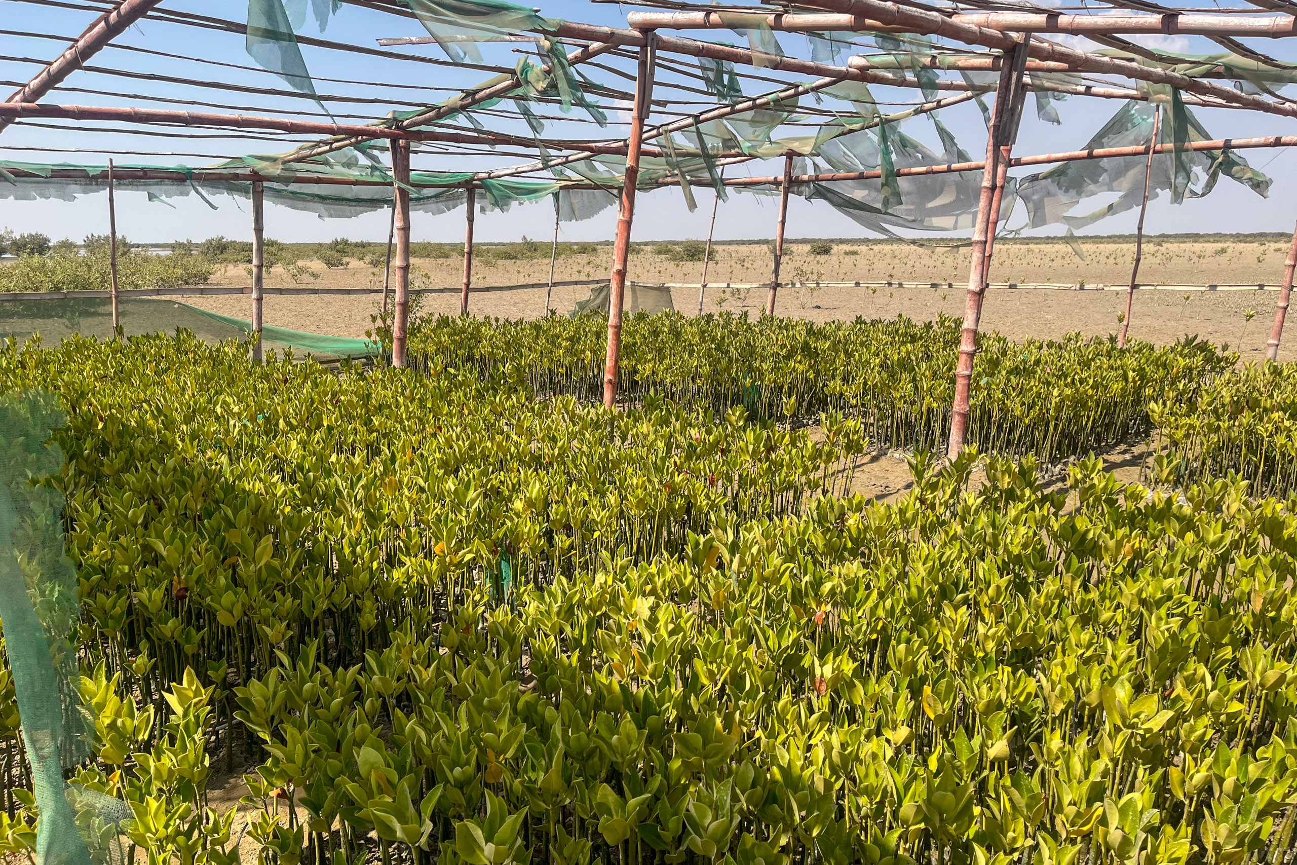 nursery of mangrove saplings