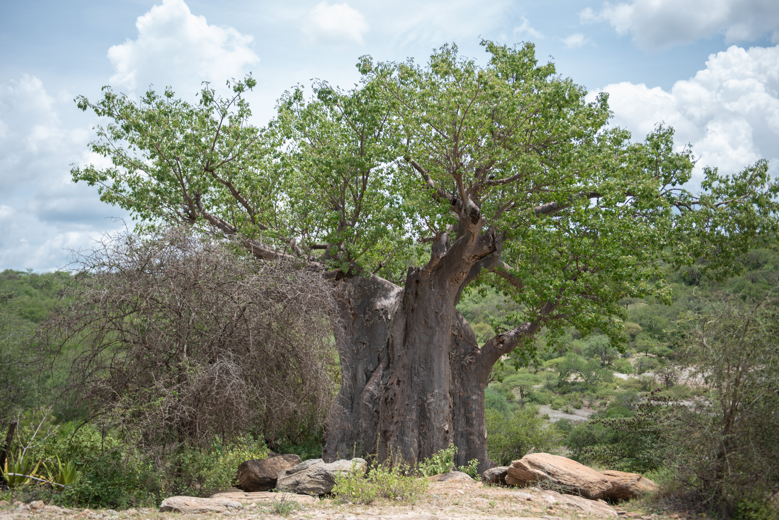 A large, leafy baobab tree stands amidst dry brush and boulders