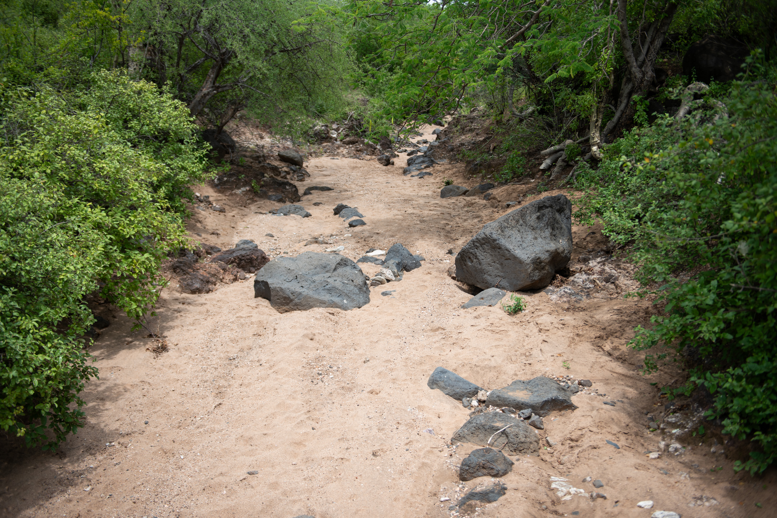 A rocky, sandy path surrounded by green vegetation