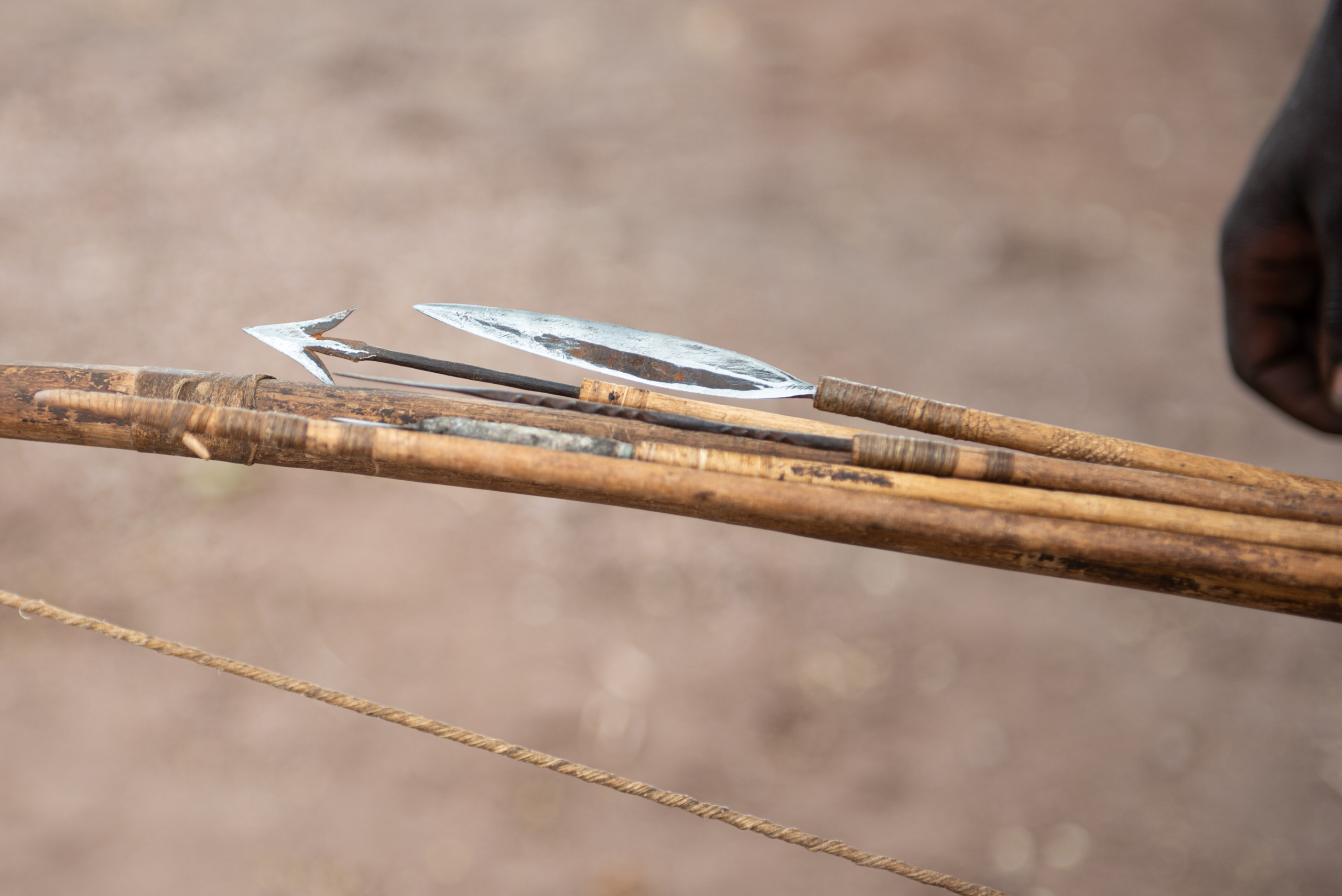 Close-up of a hand holding wooden arrows with sharp metal tips and a bowstring