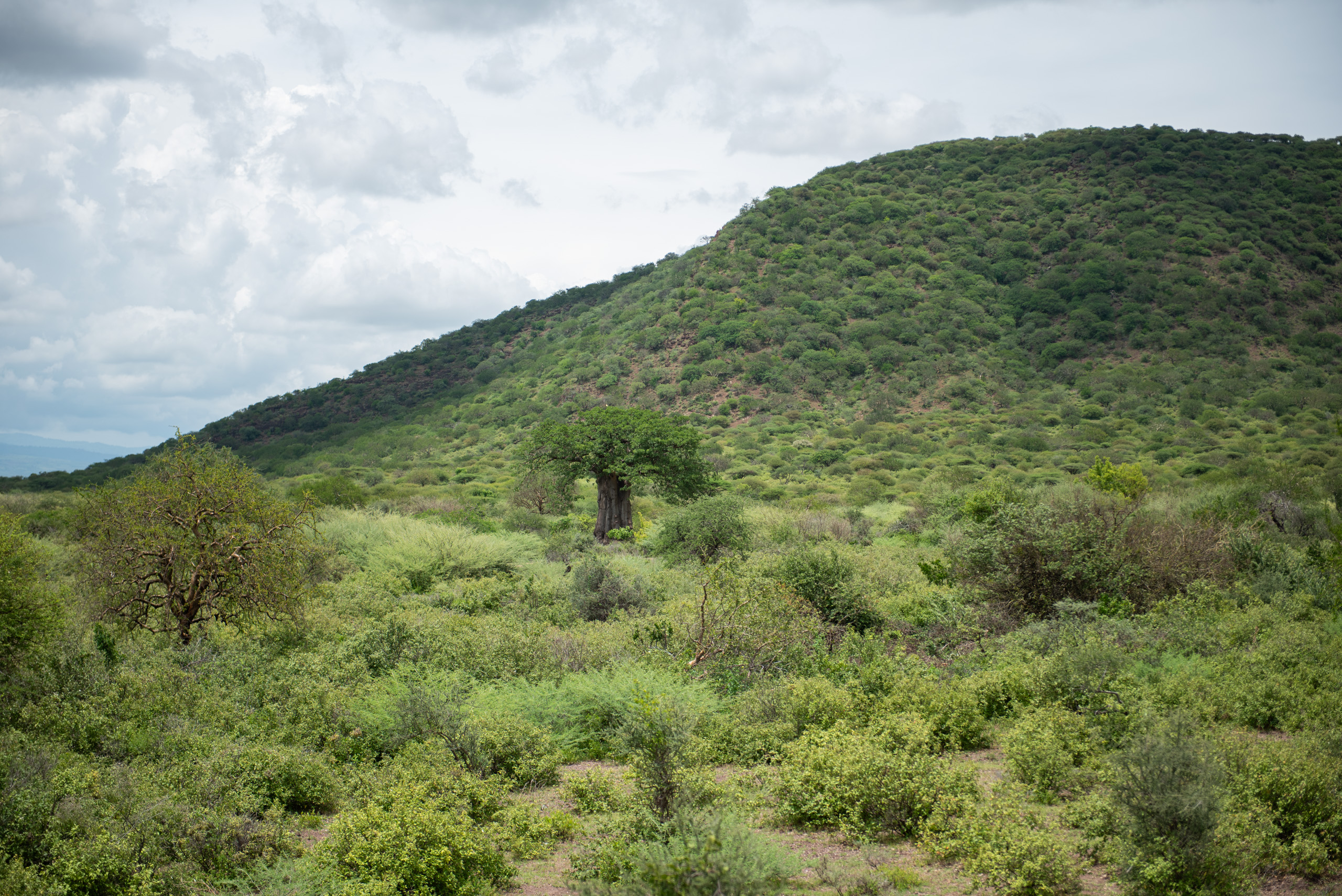 Lush green landscape with a baobab tree in the foreground, surrounded by dense shrubs