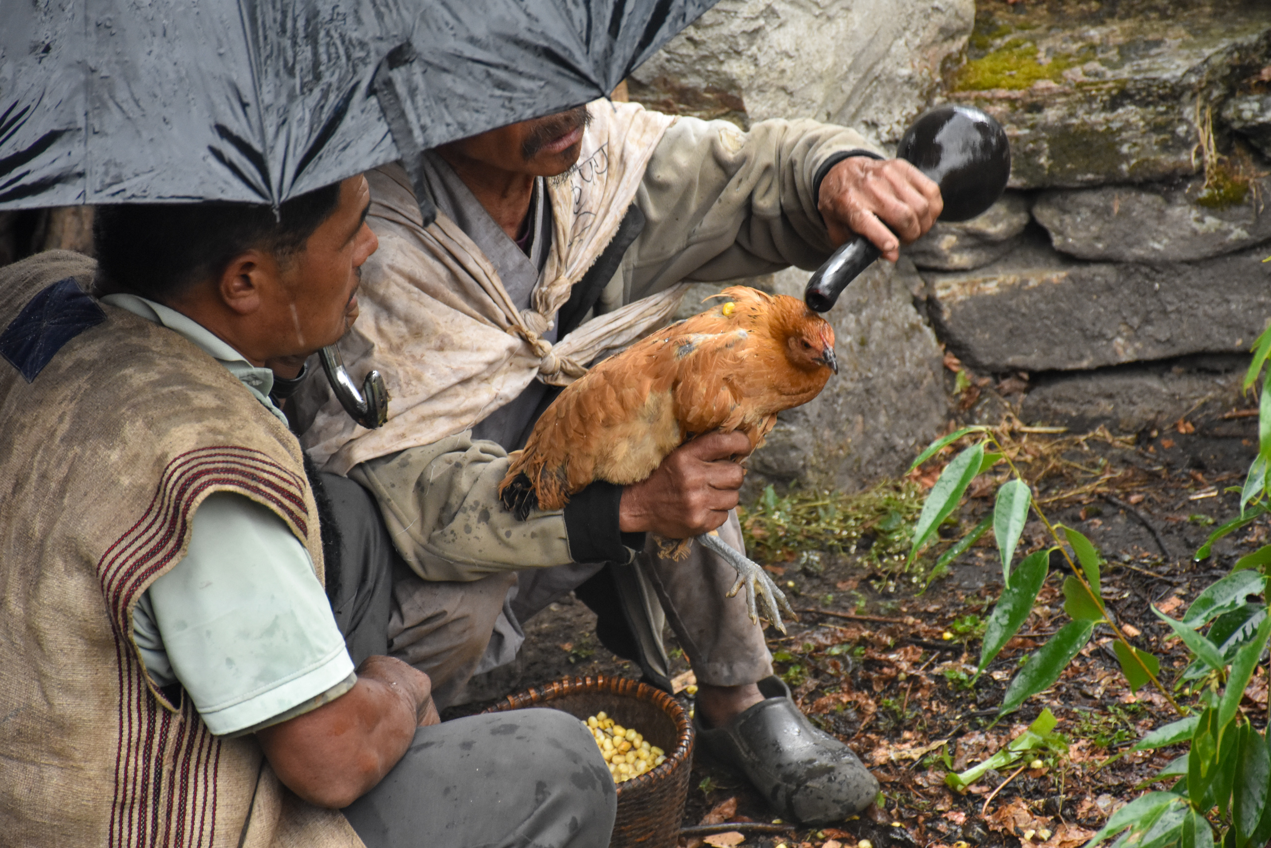 <p>A <em>nokchho</em> (shaman) pours homemade alcohol over the head of a hen that is to be sacrificed as part of a <em>tos</em> ceremony in Chachalung, a village inhabited by the Kulung Indigenous community in the Himalayan foothills of eastern Nepal (Image: Nerabung Kulung / Dialogue Earth)</p>