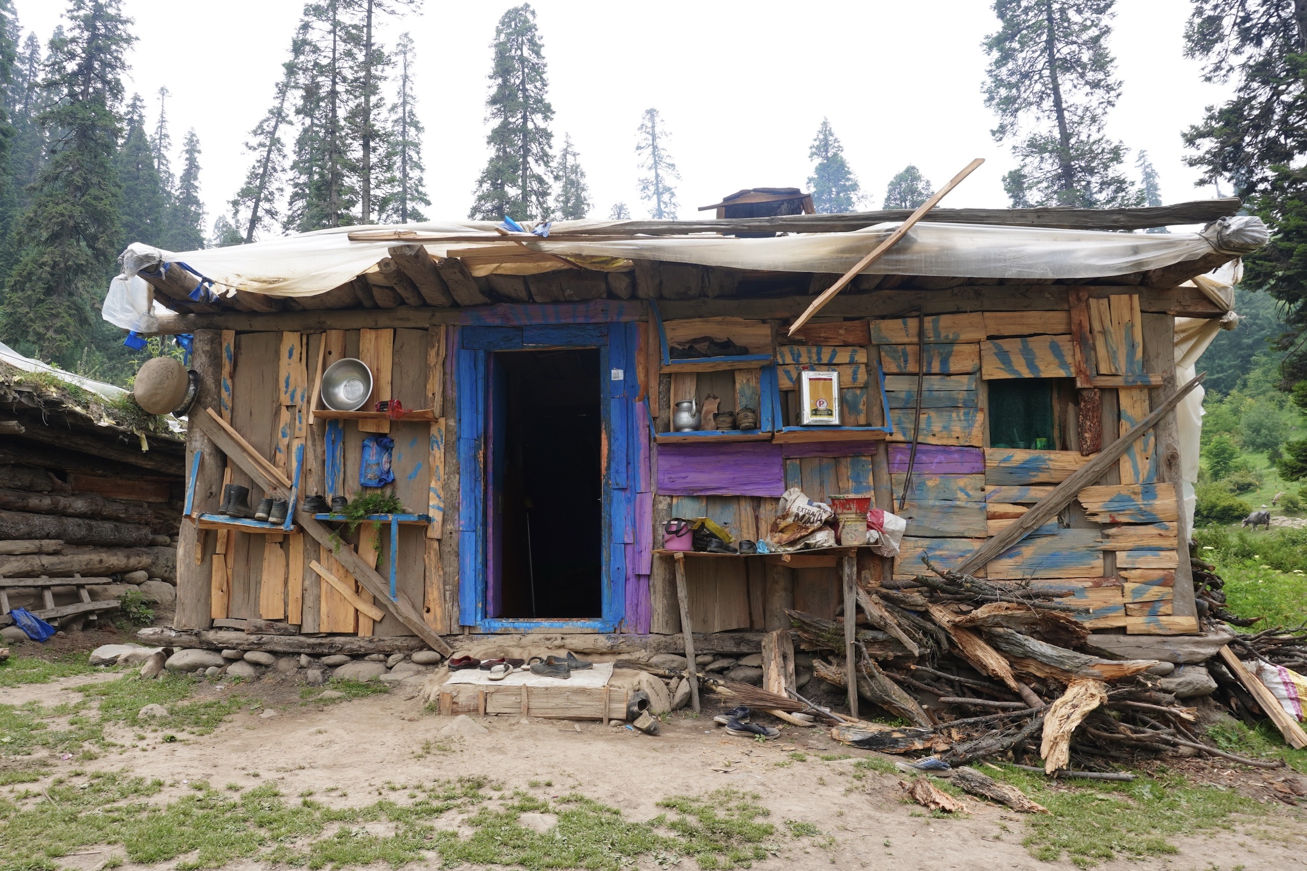 A rustic wooden cabin with a colorful door and improvised shelves, surrounded by tall trees and stacked firewood in a grassy area.