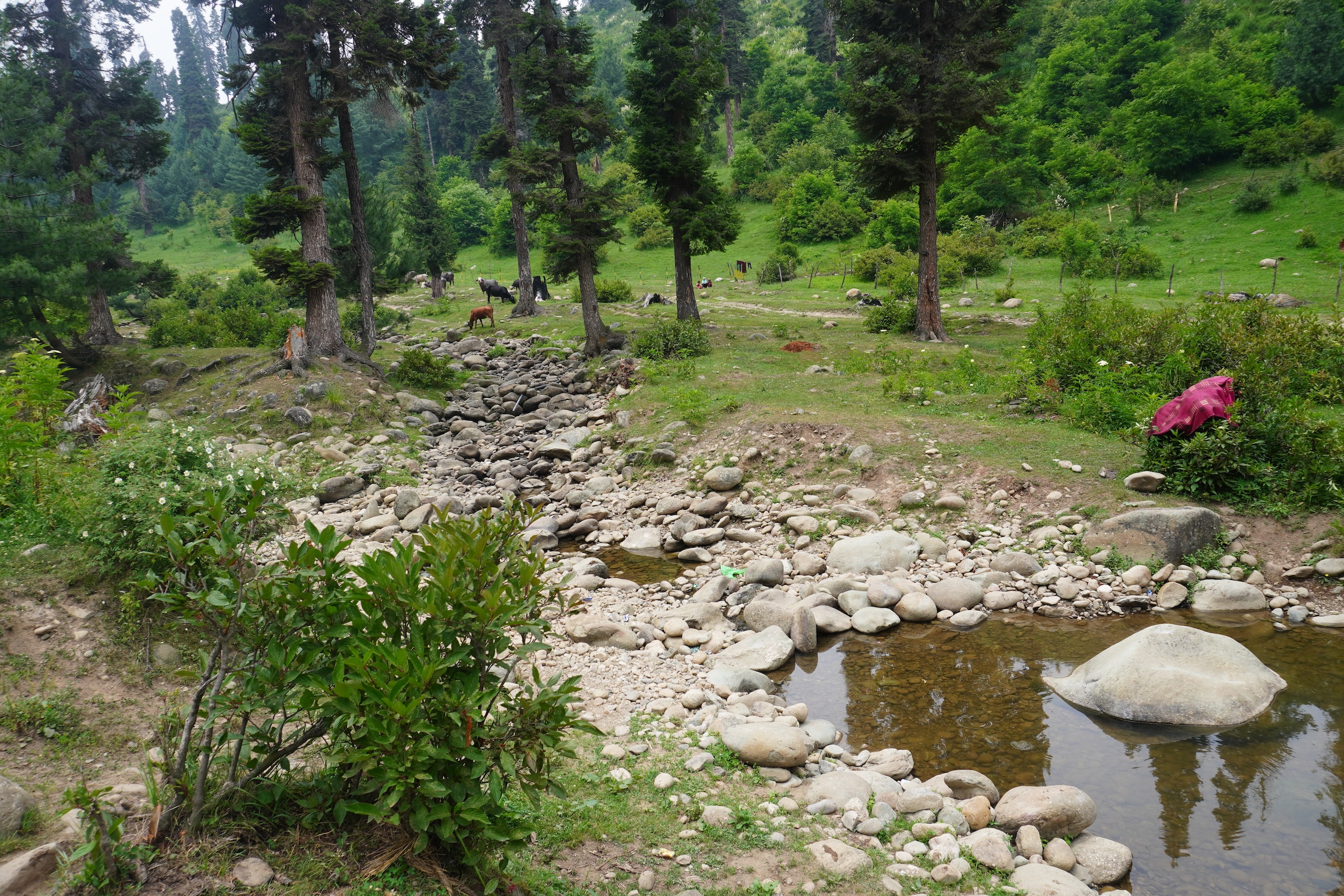 A serene landscape featuring a rocky stream, lush greenery, tall trees, and grazing cattle in a mountainous setting.
