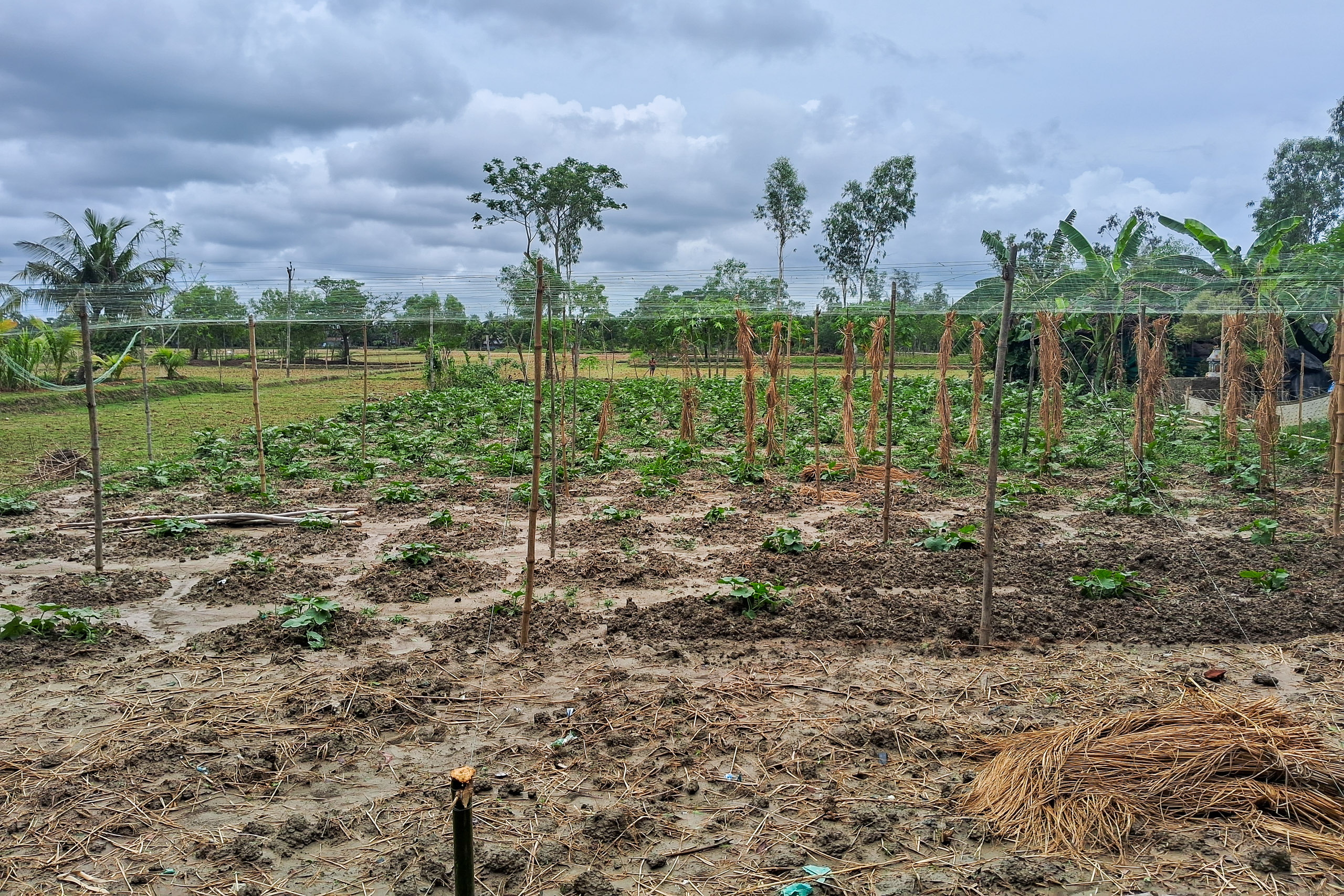 roows oof garden beds with freshly dug soil
