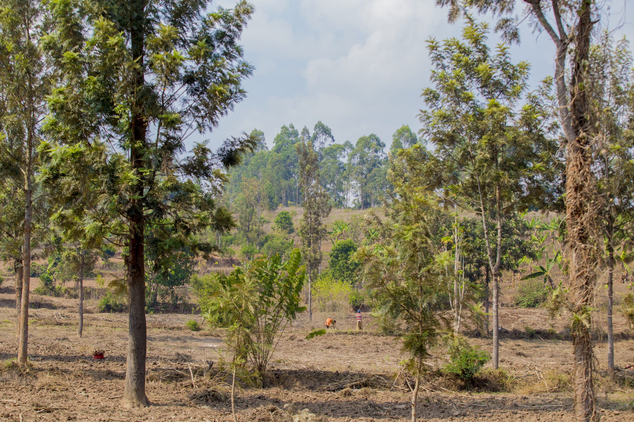 two people on tree covered farm land