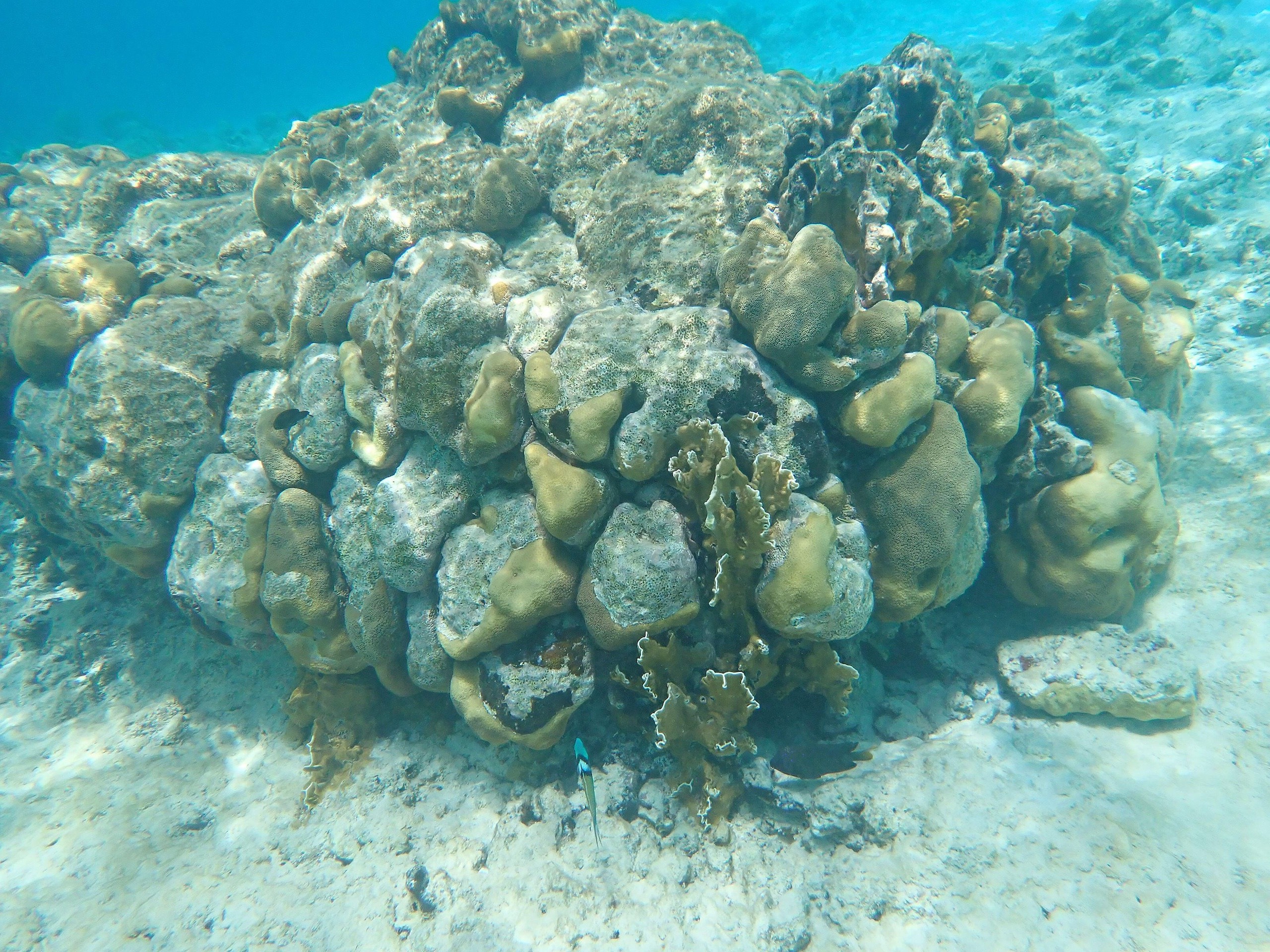 Underwater view of a coral reef suffering from bleaching