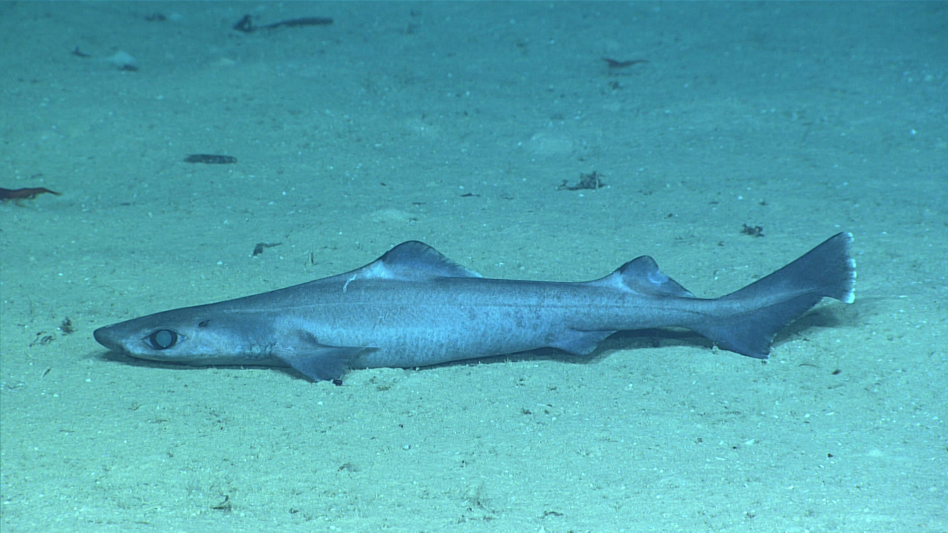 Gulper shark on sea floor