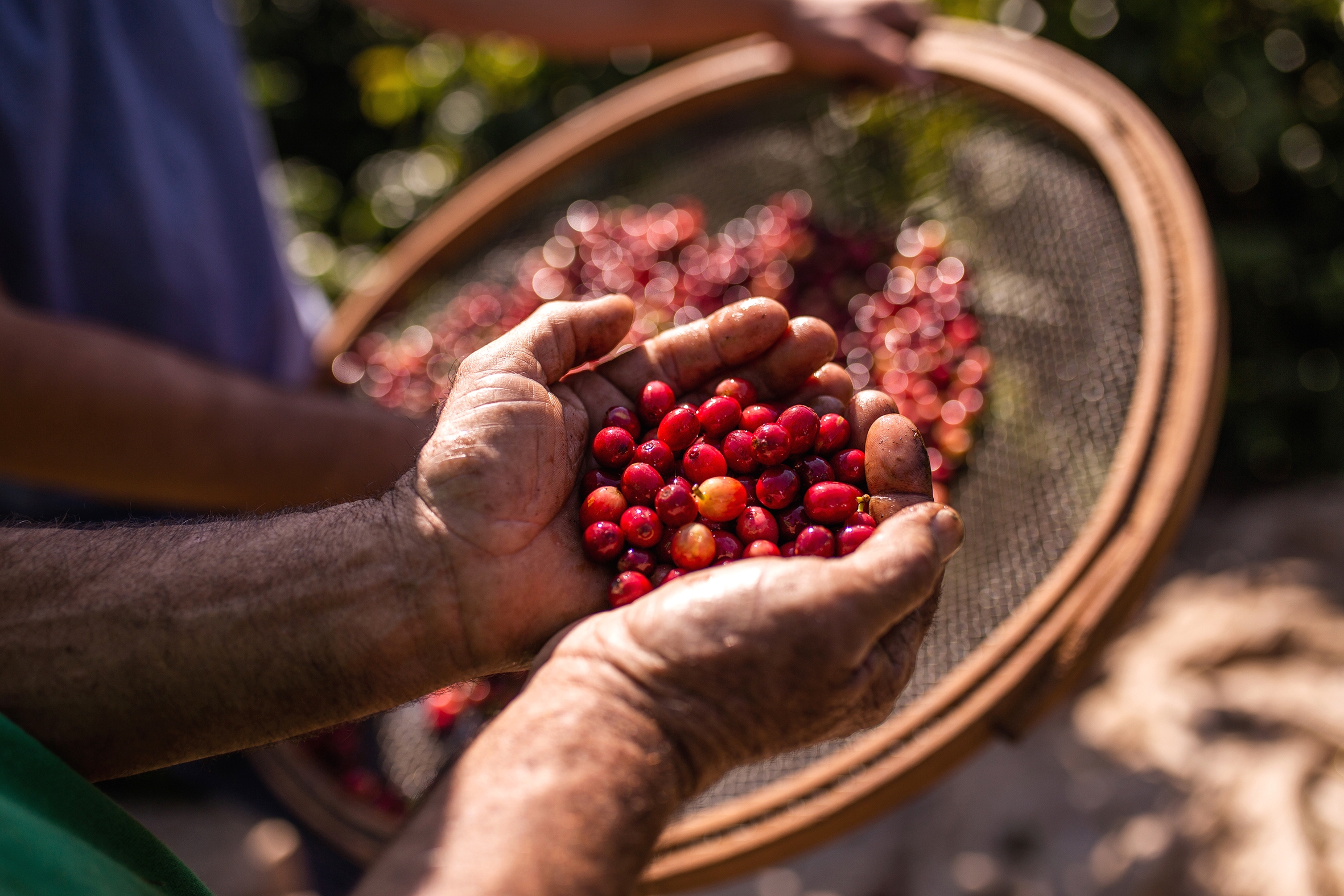 <p>Frutos de café agroecológico producidos por una de las cooperativas asociadas a Raízes do Campo, en el sureste de Brasil. A fines de julio, China concedió licencias de exportación a 183 empresas productoras de café brasileñas (Imagen: Raízes do Campo)</p>