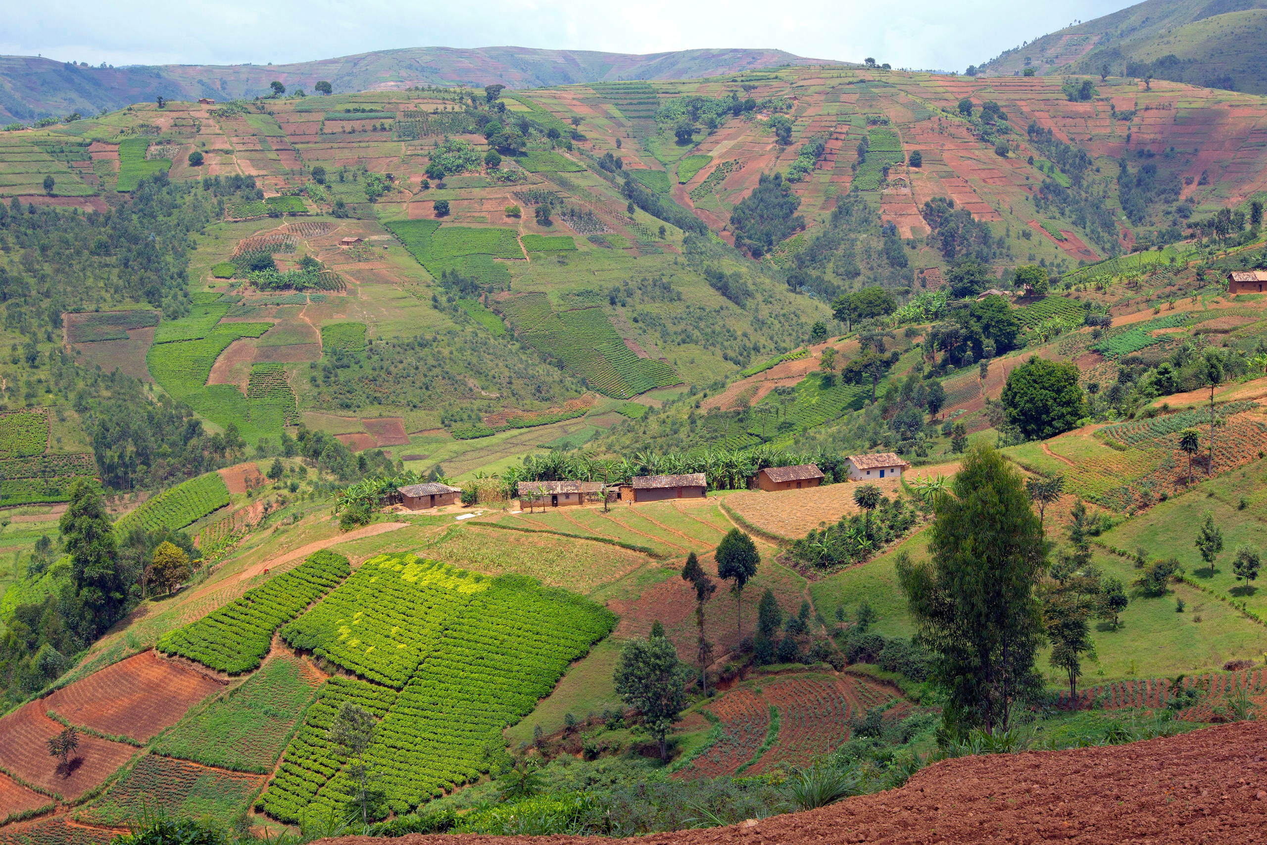 <p>Burundi&#8217;s hills have become increasingly difficult to cultivate as their soils are destabilised and eroded by deforestation and climate change impacts (Image: Hemis / Alamy)</p>