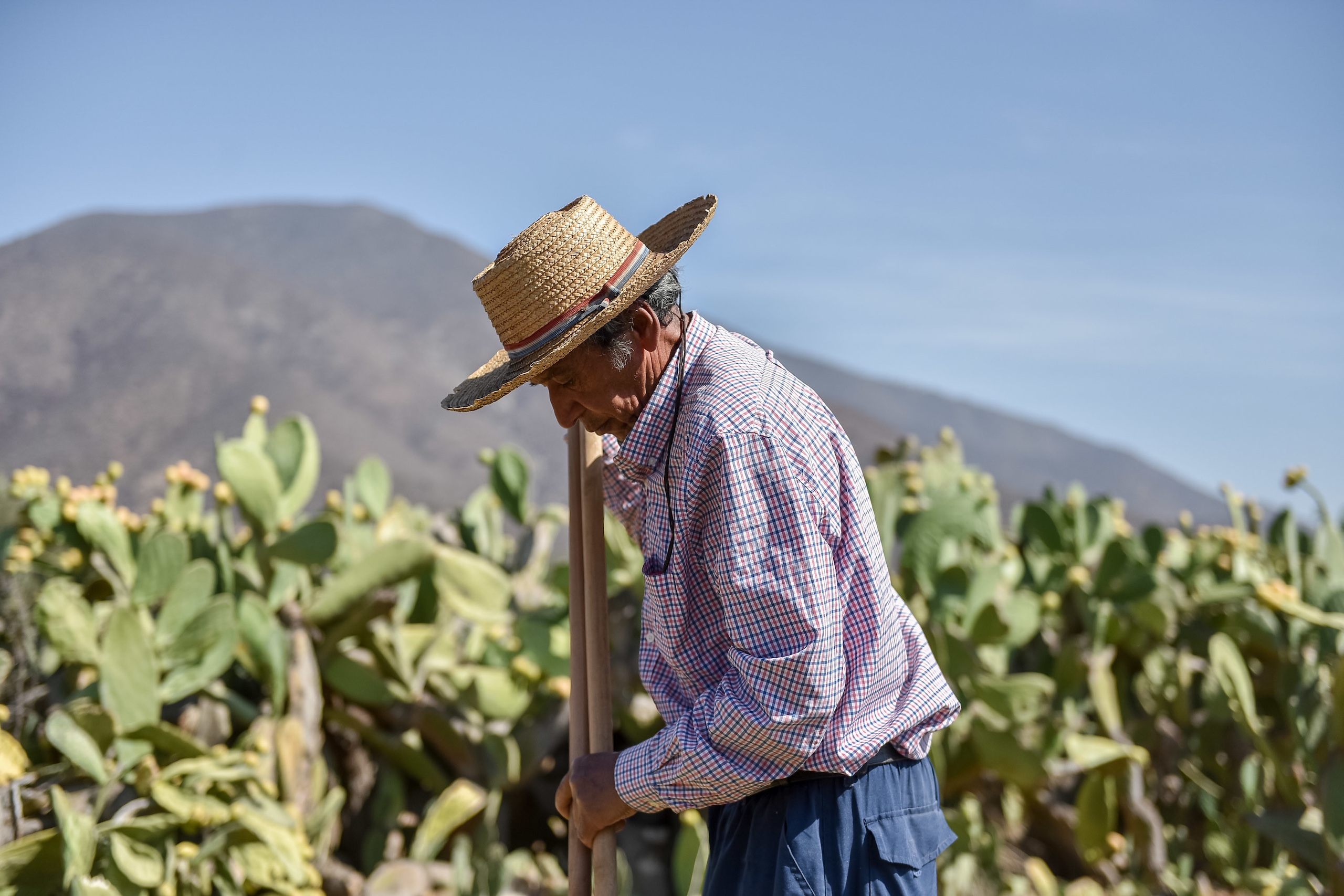 Agricultor limpa sua colheita em TilTil, região metropolitana de Santiago do Chile
