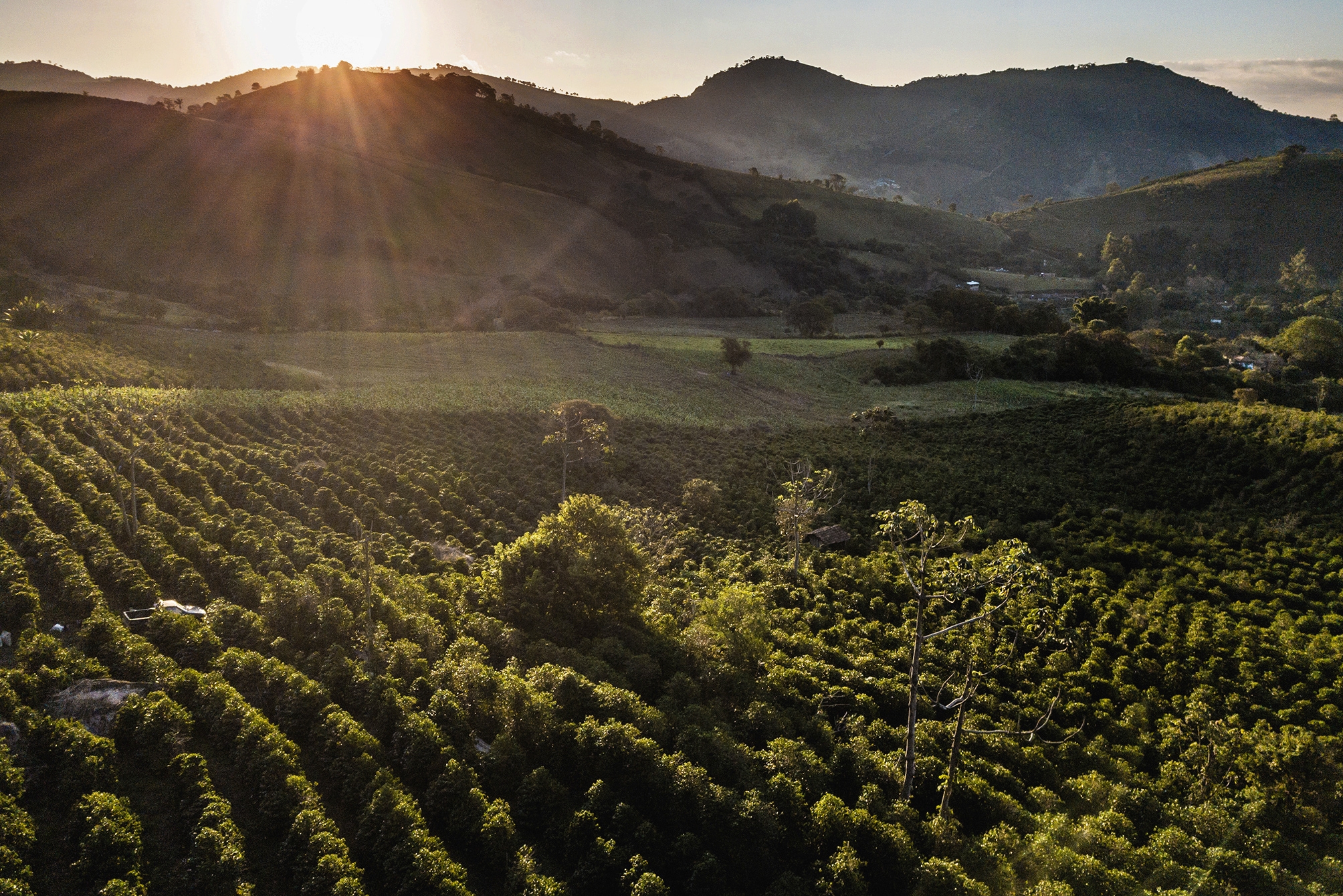 árvores na fazenda de café no sul de Minas Gerais