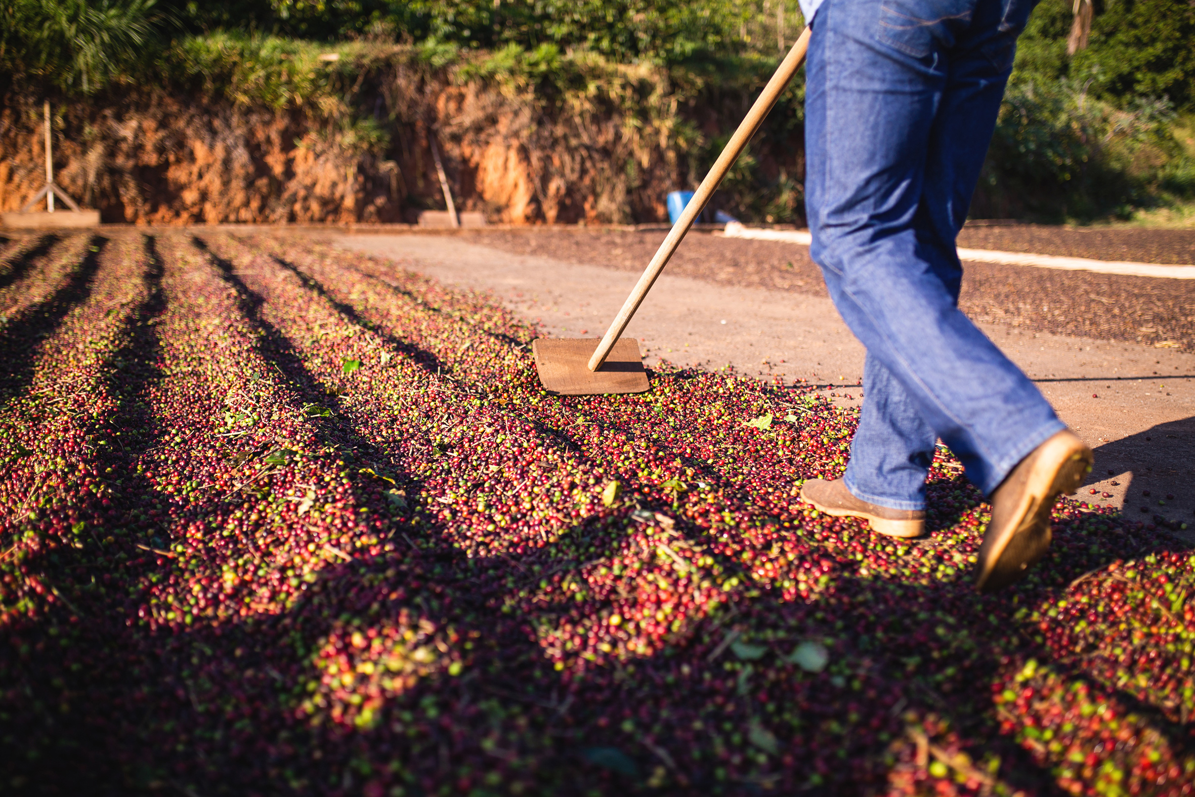 rows of coffee beans on ground