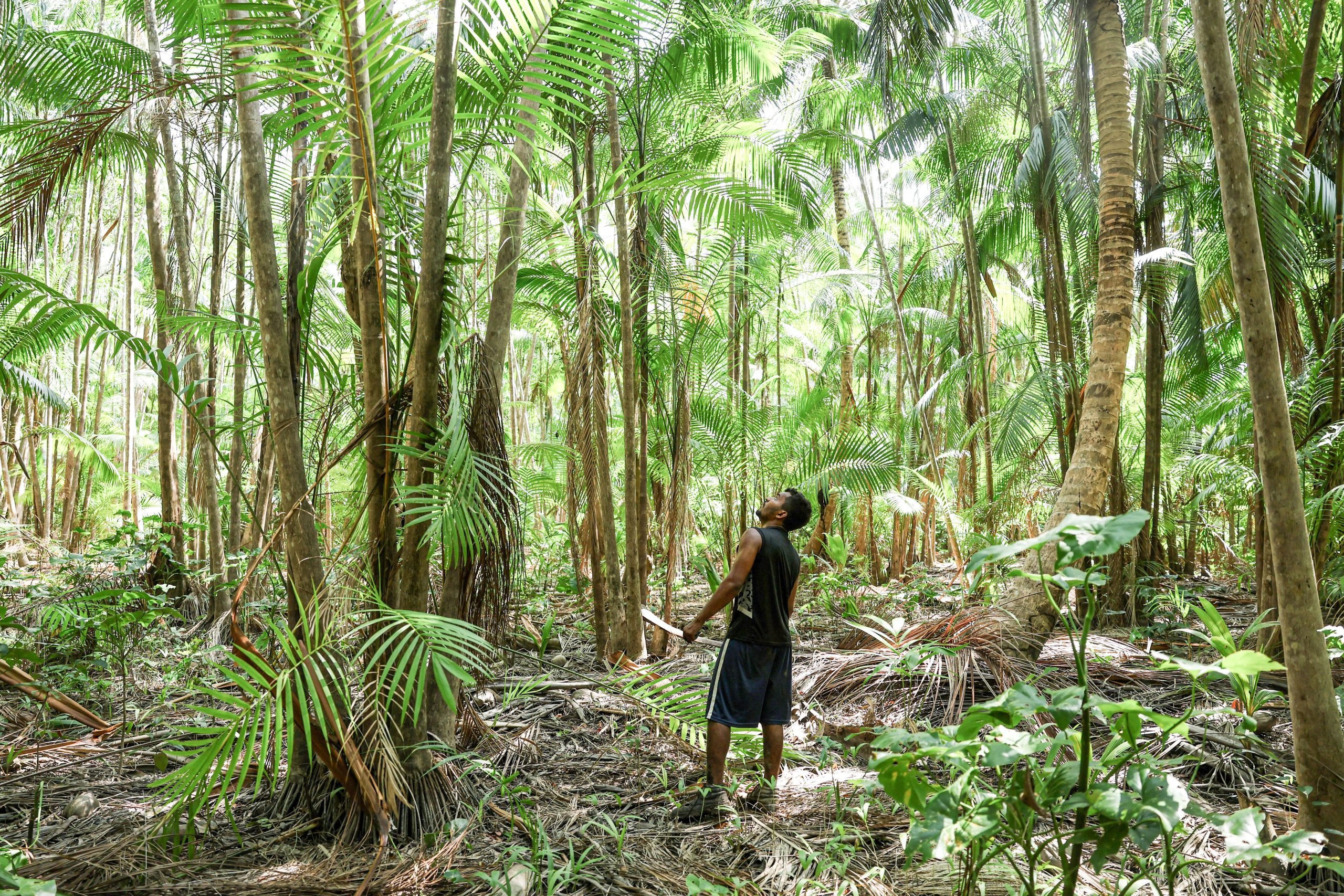 Trabalhador colhe açaí em uma agrofloresta em Salvaterra, no Pará