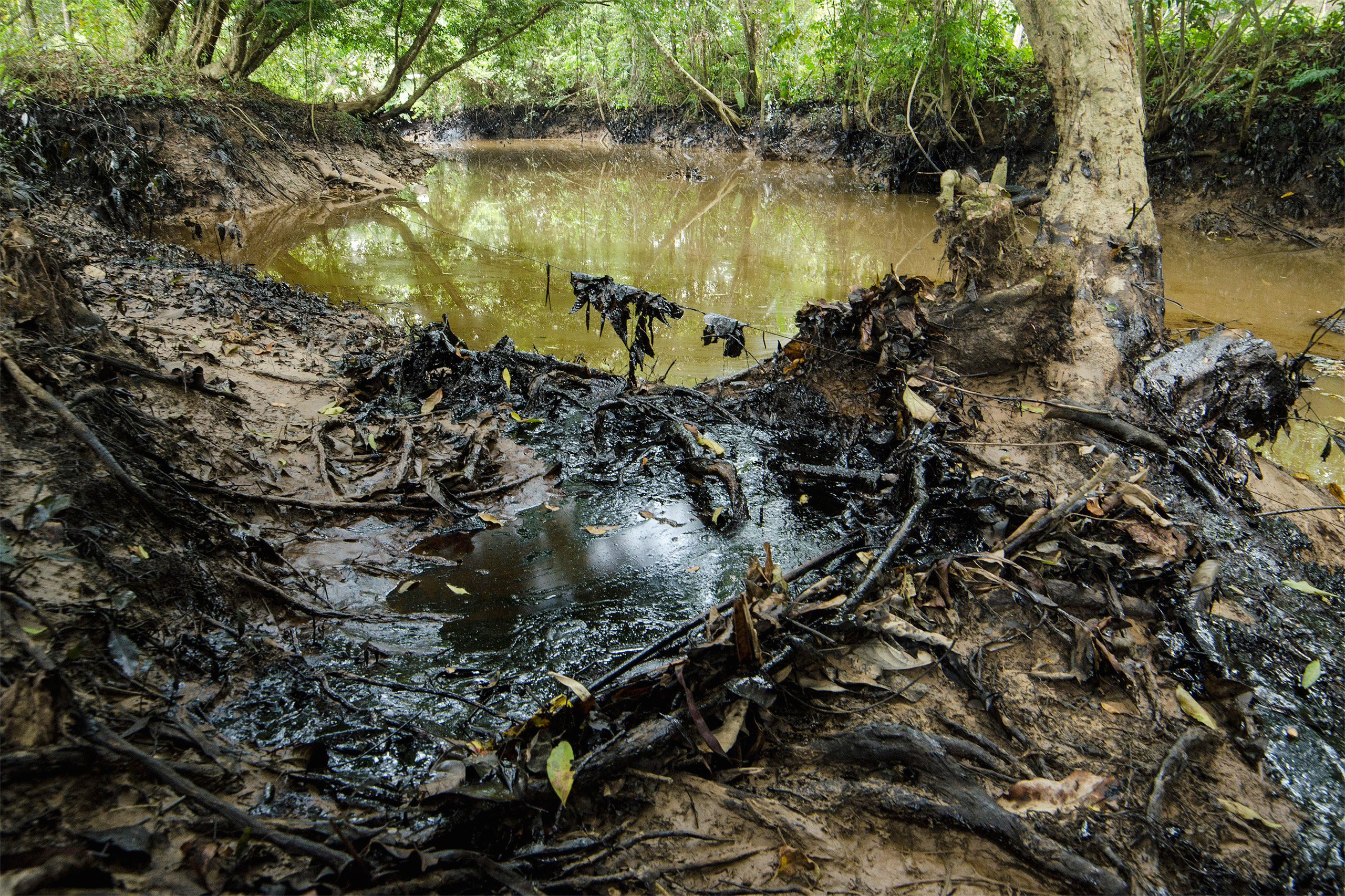 oil spill in muddy water at base of trees