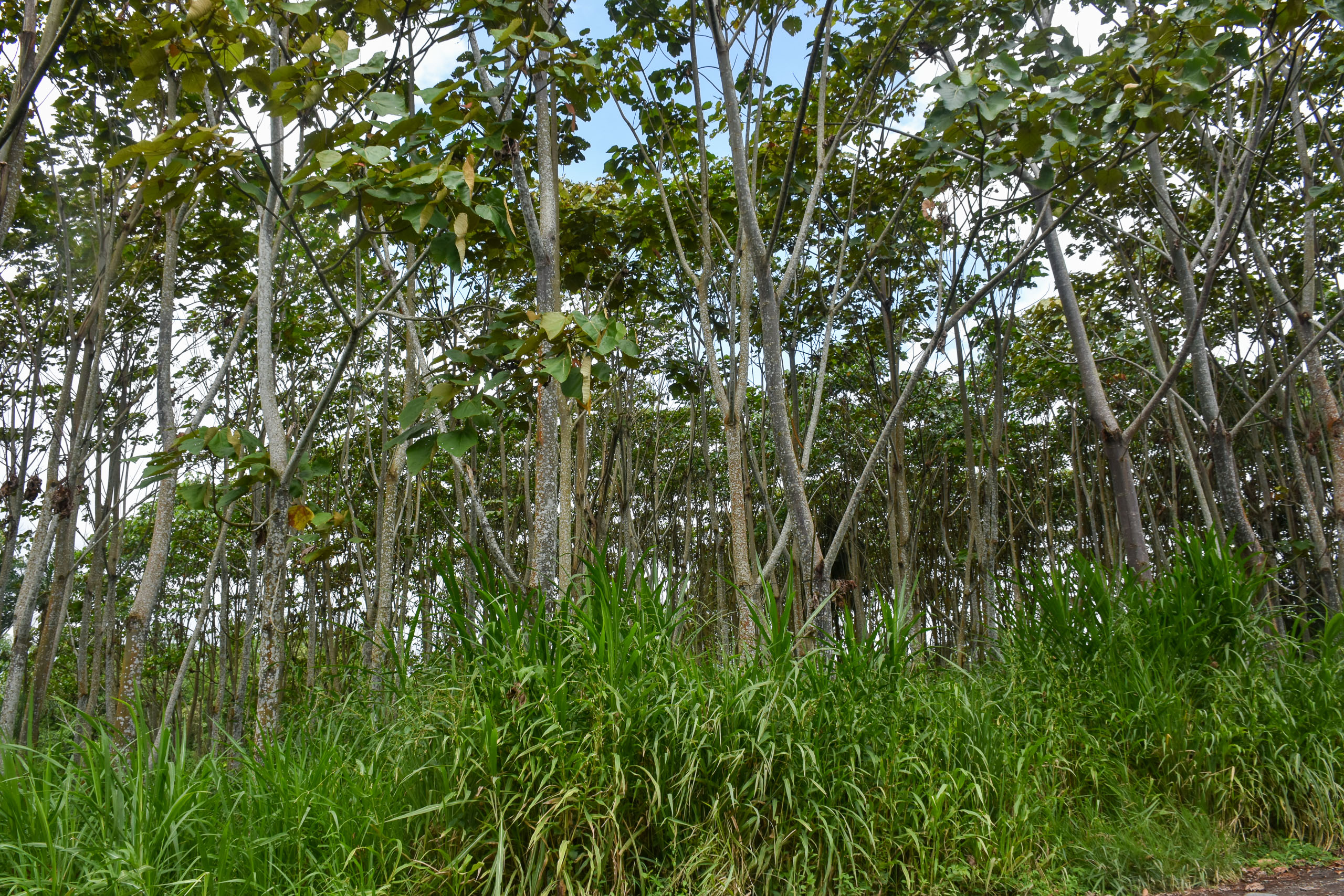 Espécimes de pau-de-balsa plantados pela comunidade de San Luis Ininkis