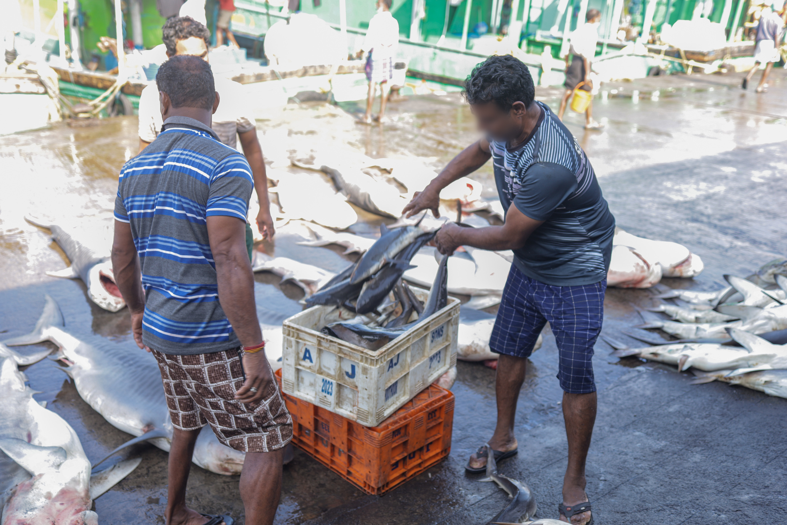 Two men stand beside a large pile of fish