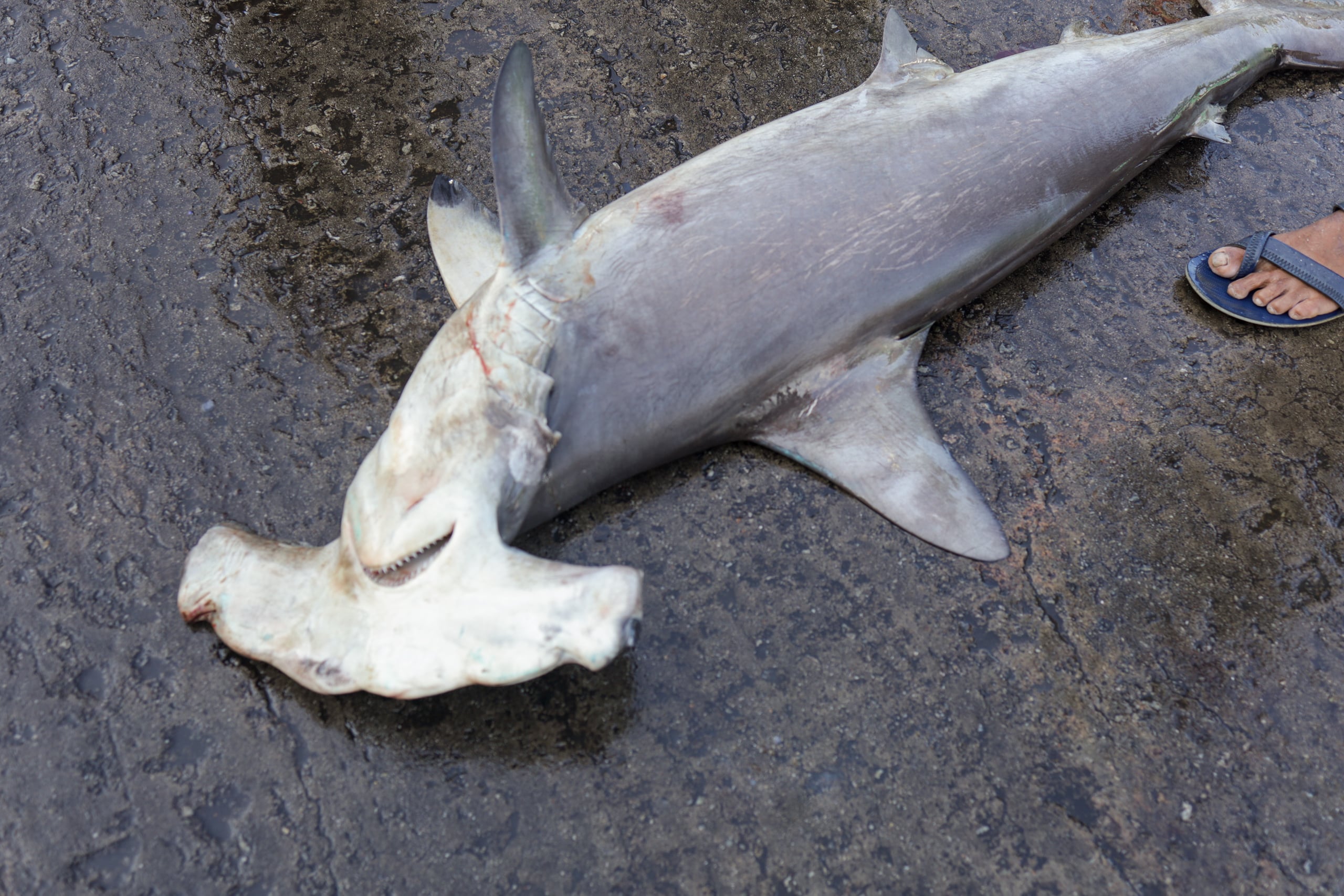 A dead shark lies on the ground
