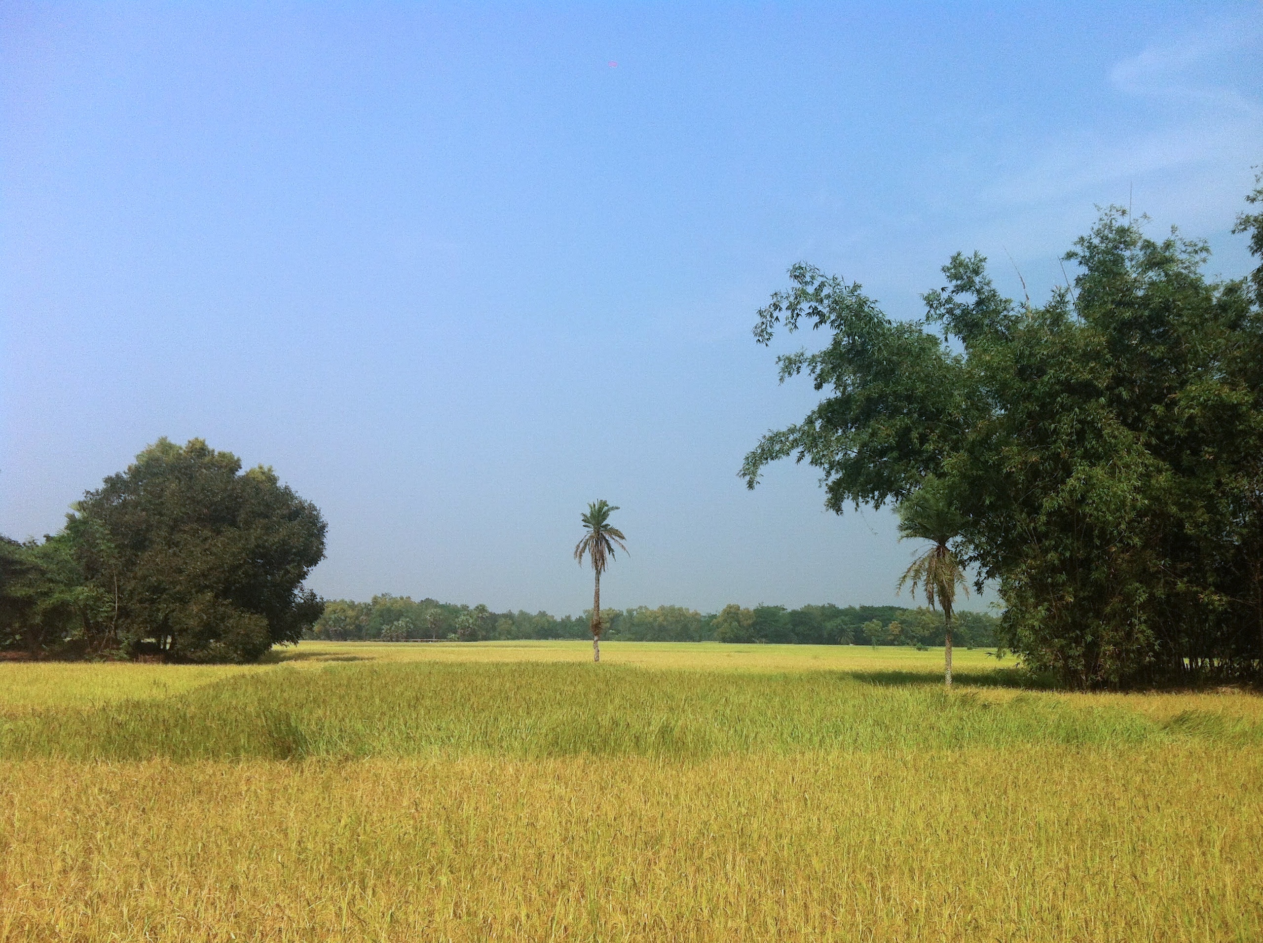 wheat field under a clear blue sky