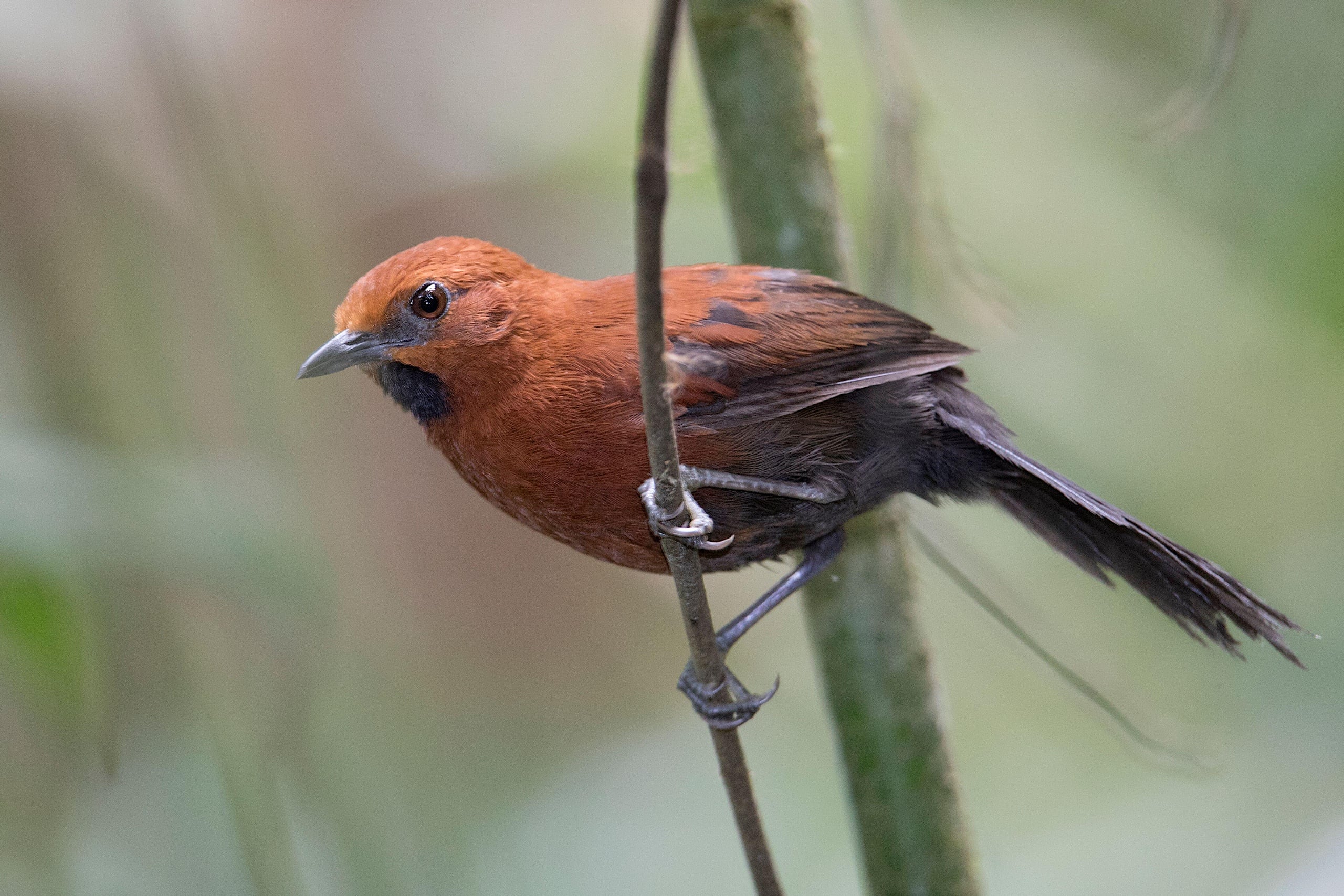 João-teneném-castanho (Synallaxis rutilans caquetensis) no departamento de Meta, Colômbia