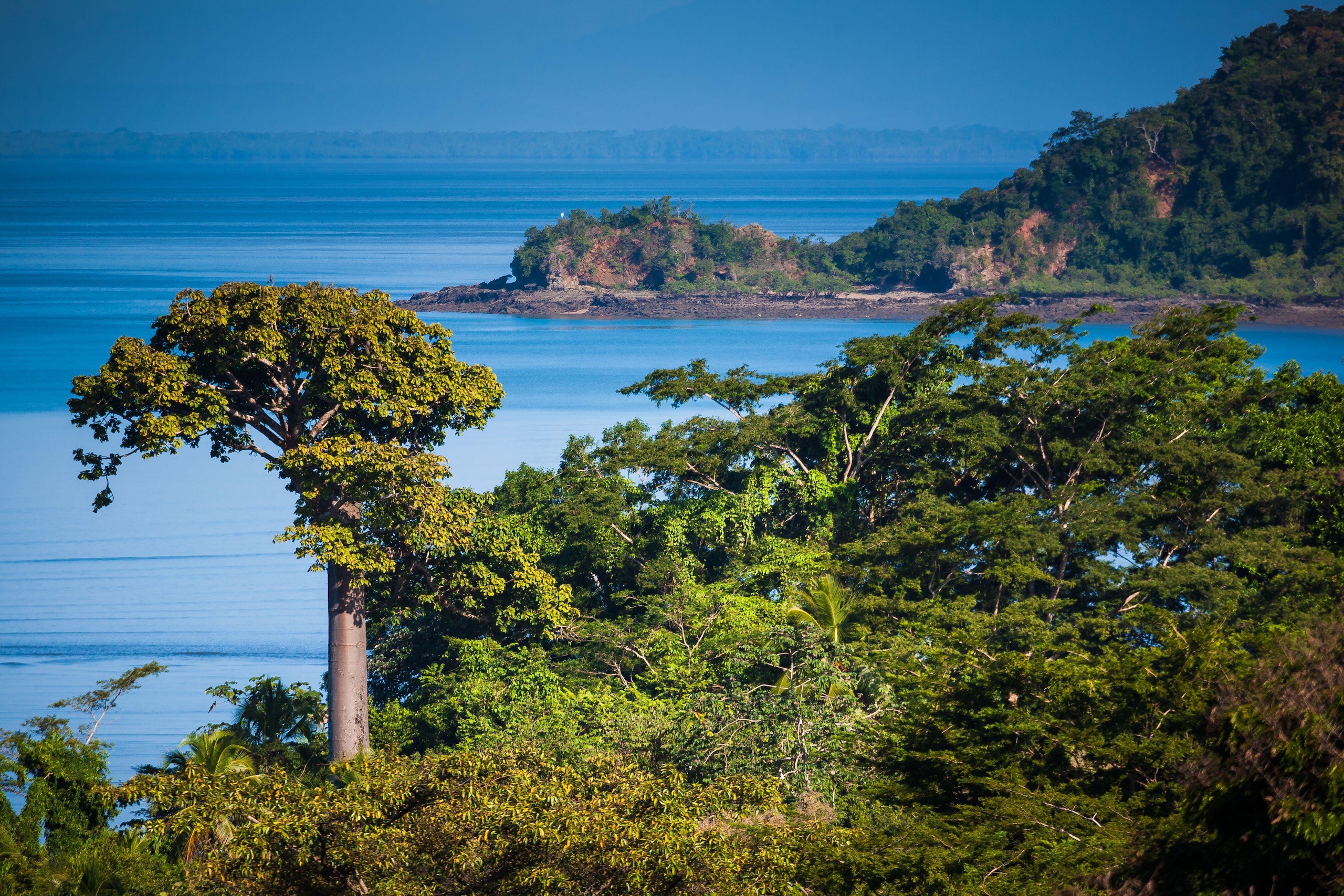 A tall tree stands among lush greenery, overlooking a serene blue sea and distant hills