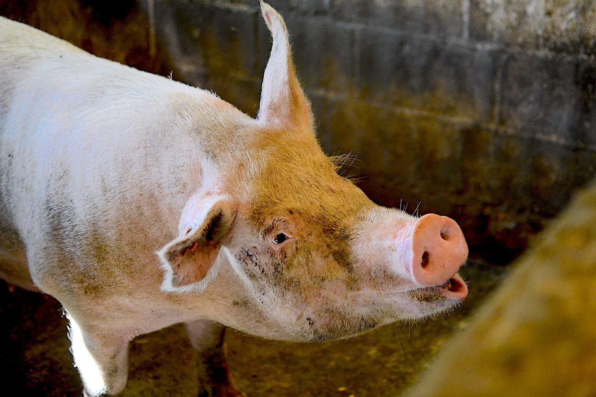 Pigs are eating away at the Orinoquía forest of Colombia