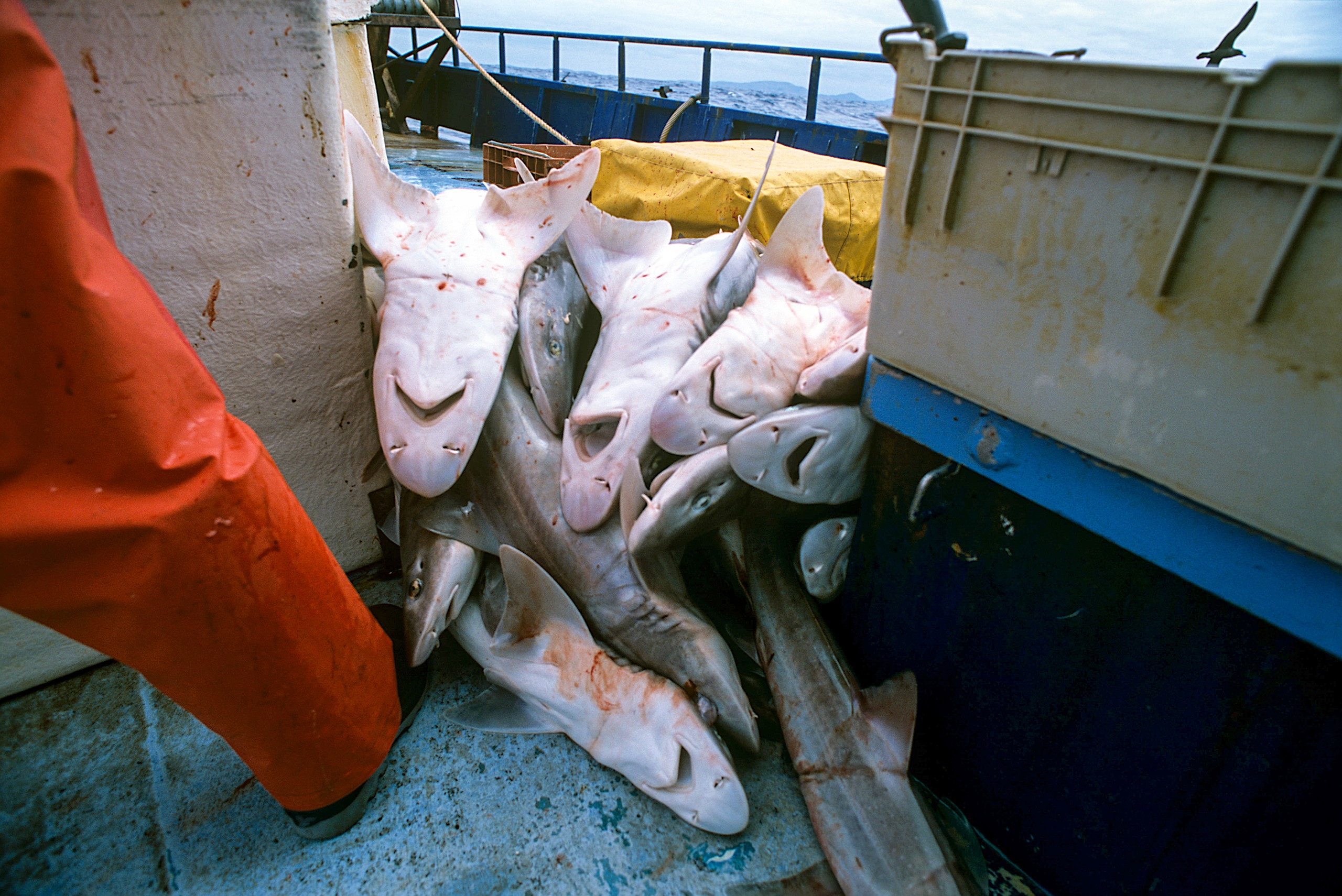 <p>Sharks caught by fishers from Thoothoor, a coastal village in southern India. The slight visual differences between certain protected and unprotected shark species are contributing to tensions between this renowned shark fishing community and the local authorities (Image: Jeff Rotman / Nature Picture Library / Alamy)</p>