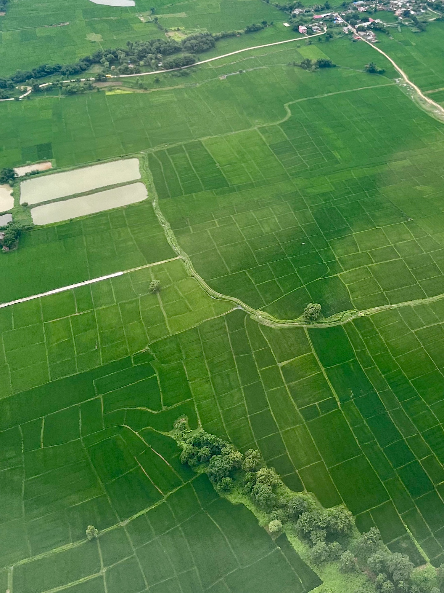 Aerial view of rice fields