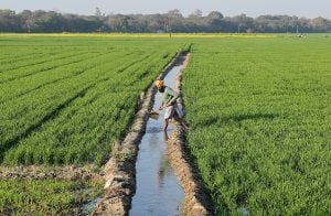 A farmer in a wheat field, standing by a water channel